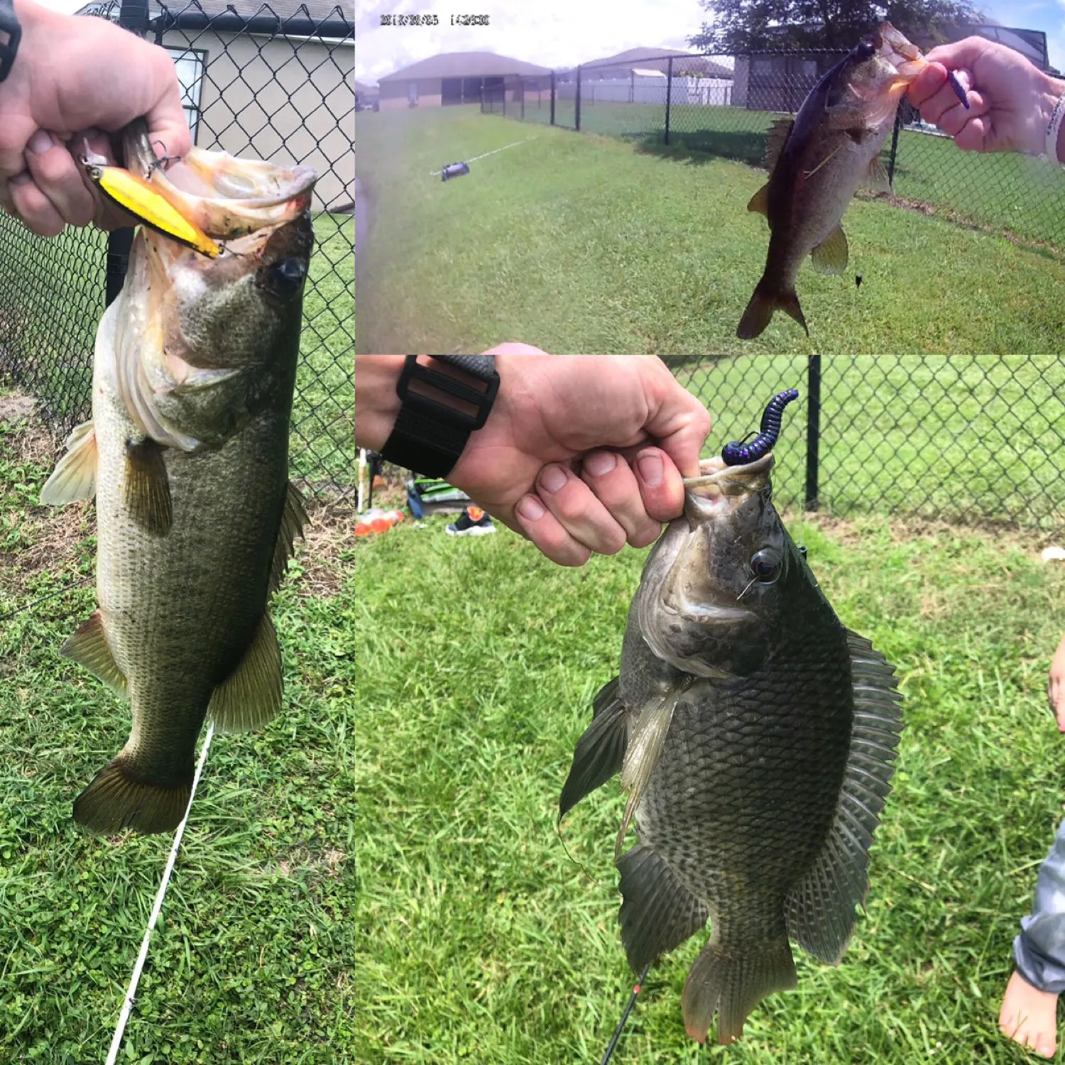 recently logged catches