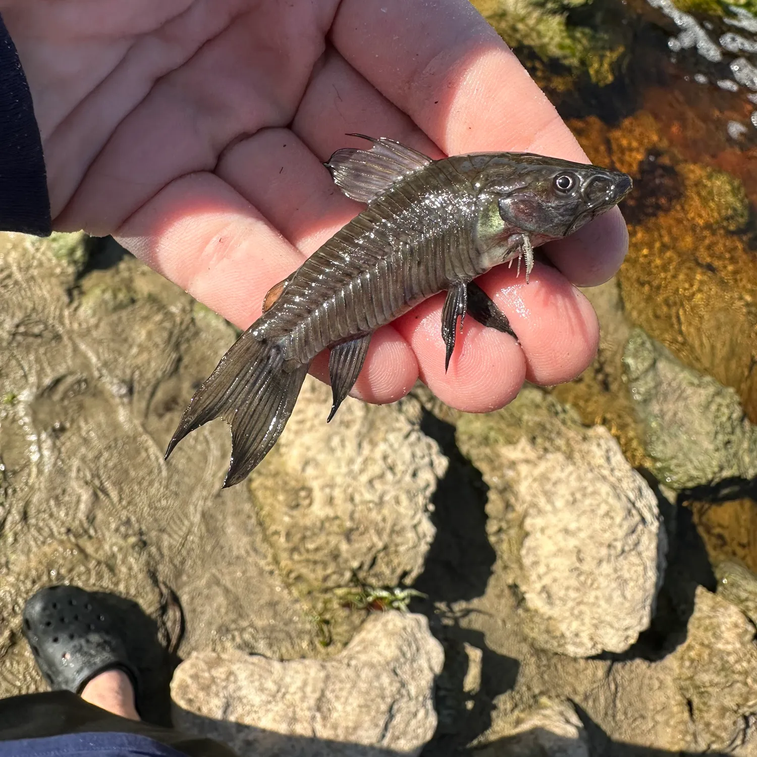 The most popular recent Brown Hoplo catch on Fishbrain