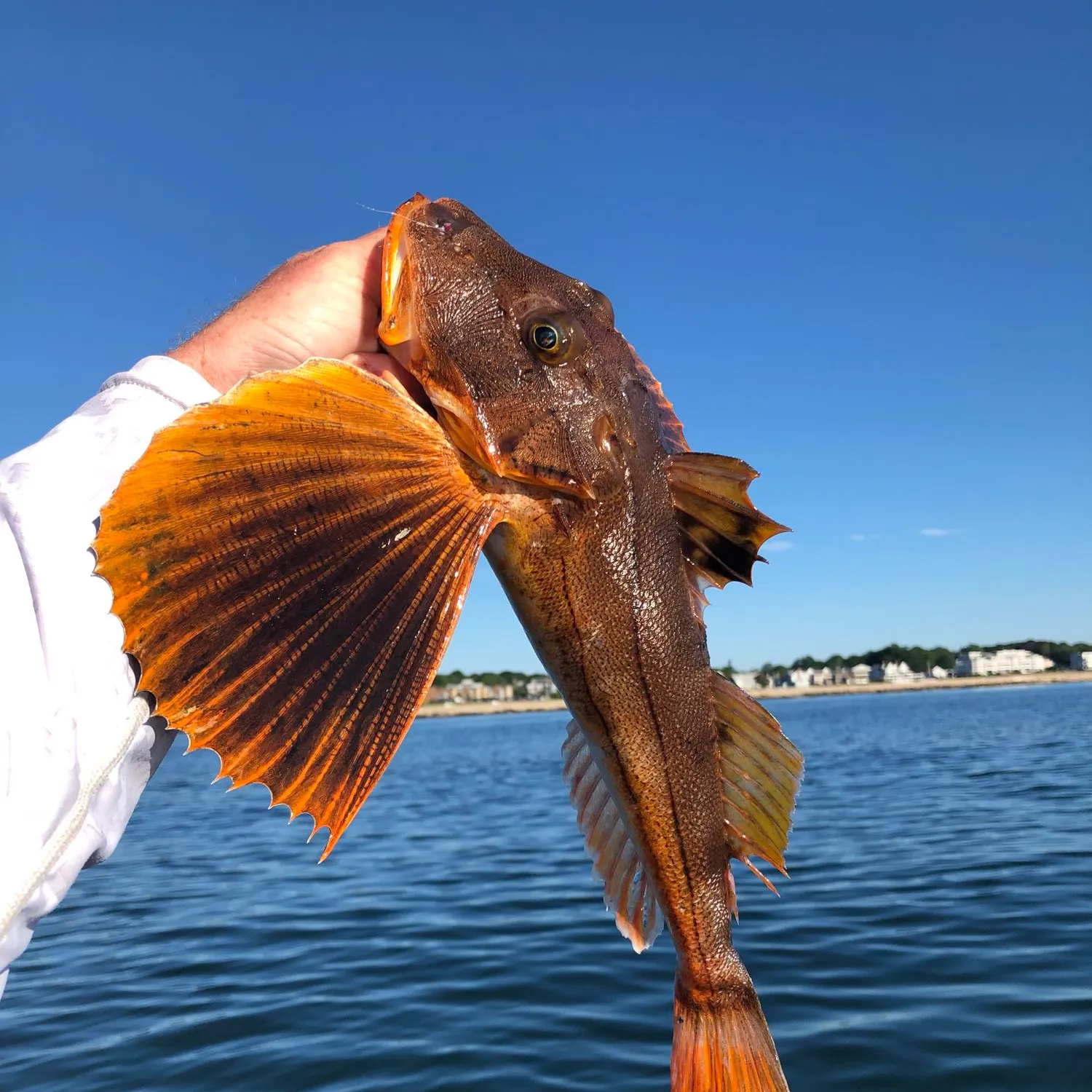 The most popular recent Tub gurnard catch on Fishbrain