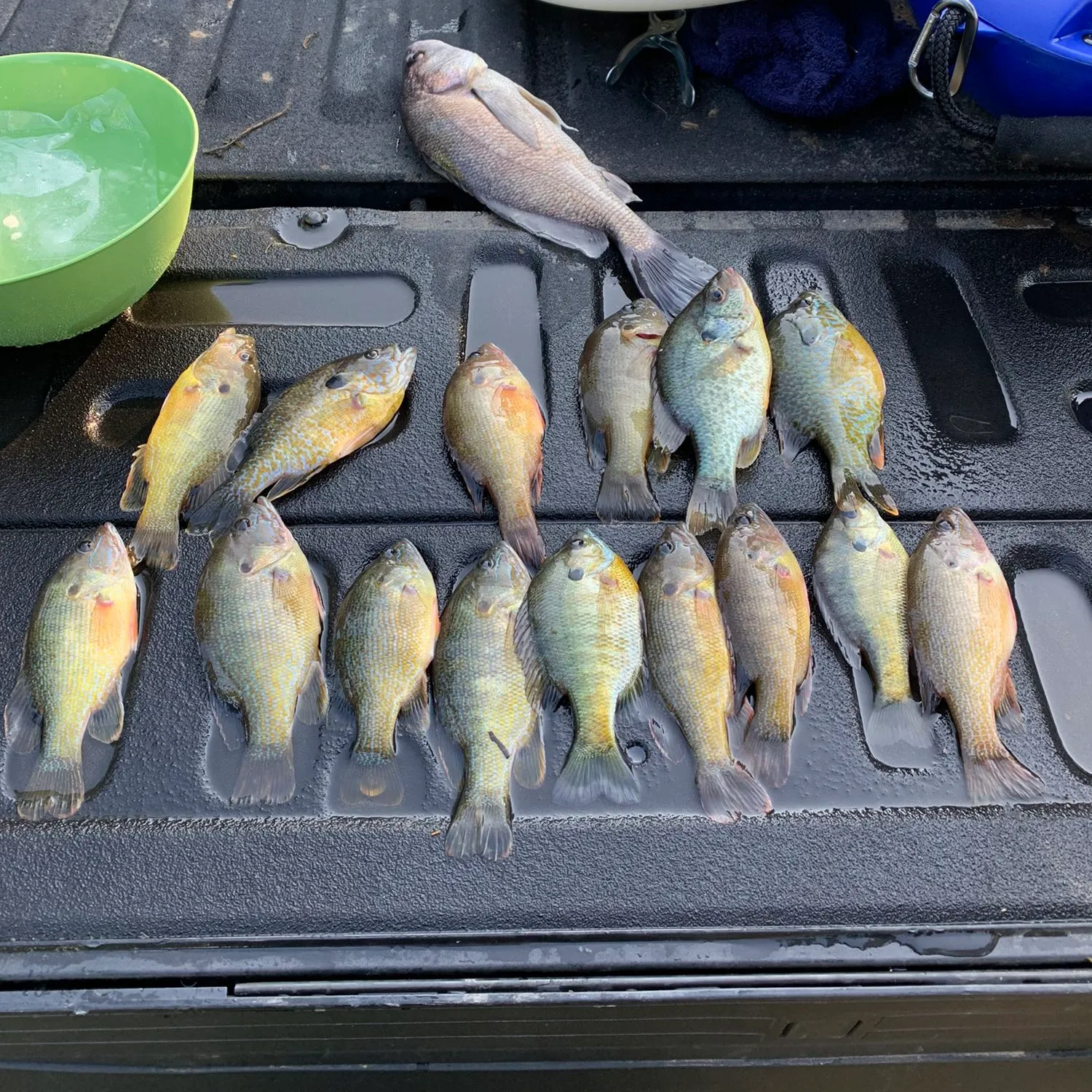 recently logged catches