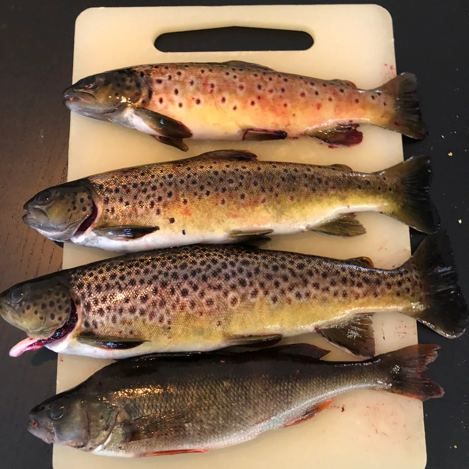 recently logged catches