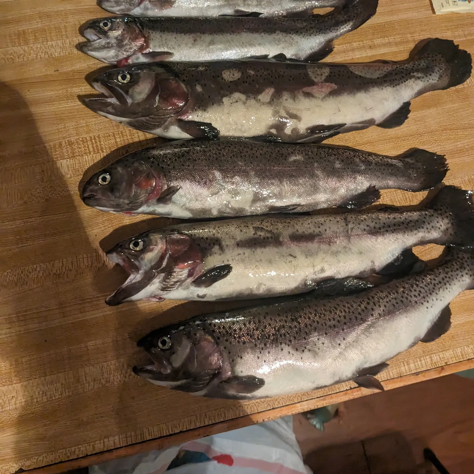 recently logged catches