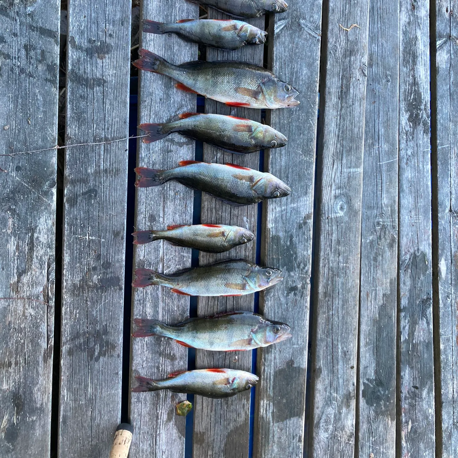 recently logged catches