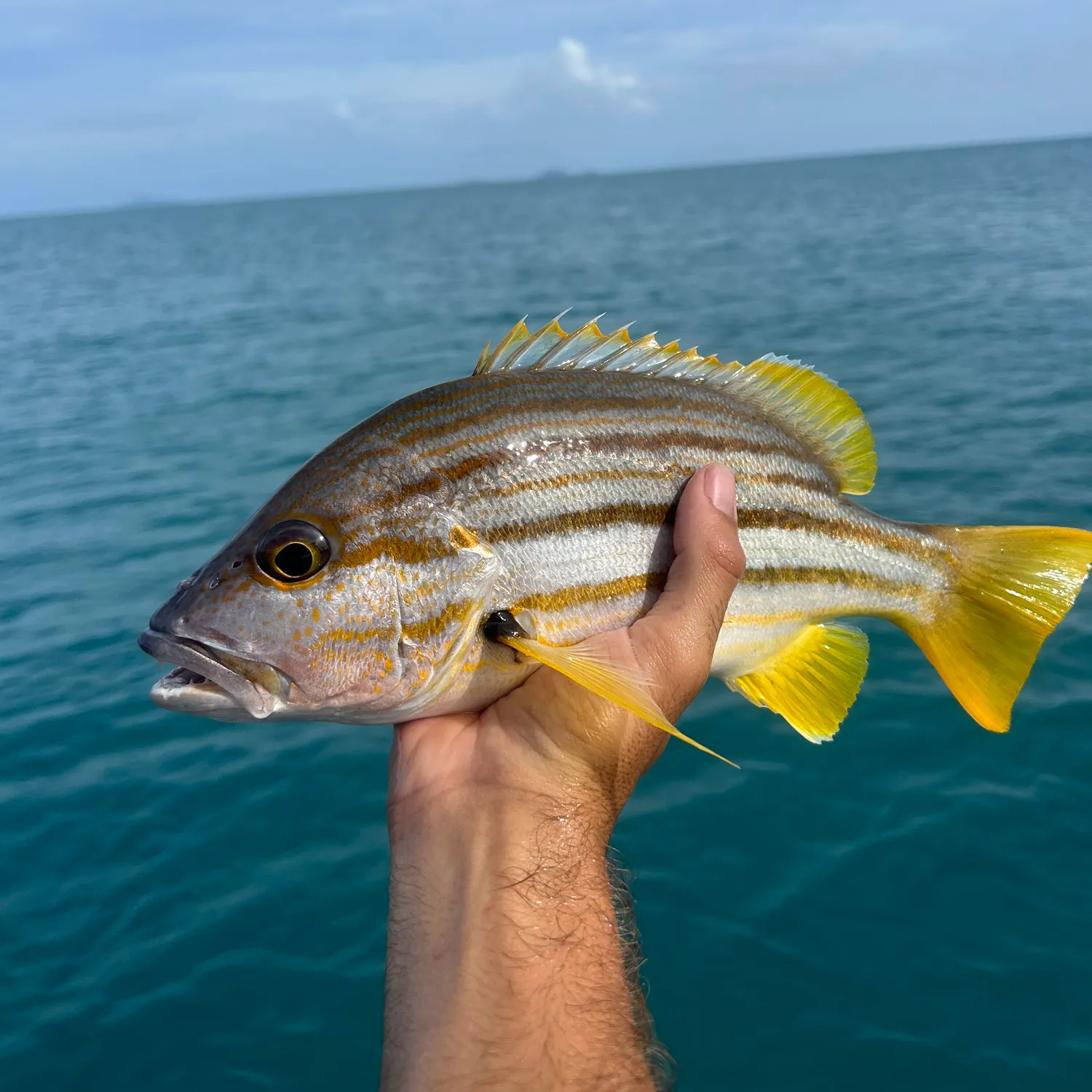 The most popular recent Spanish flag snapper catch on Fishbrain