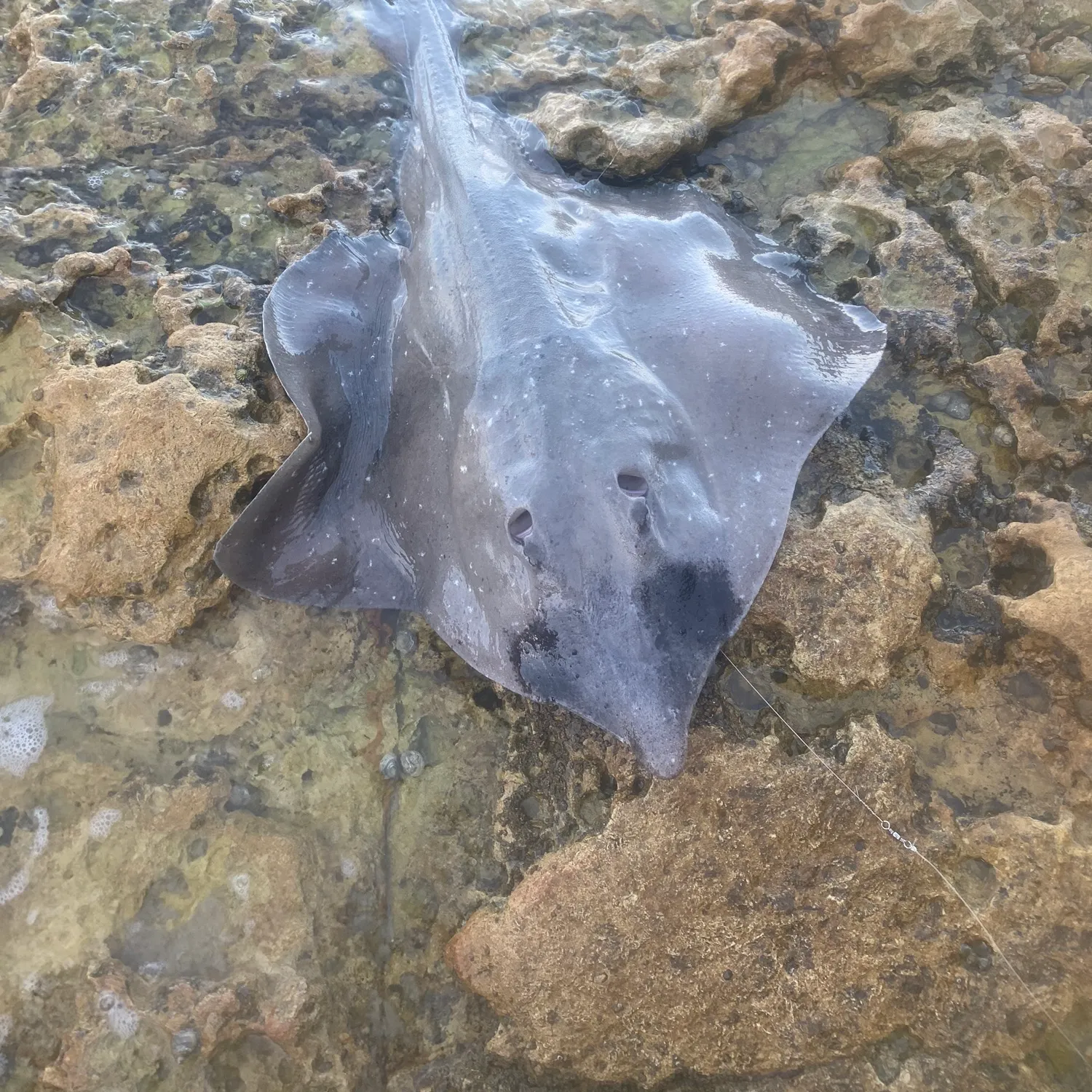 The most popular recent Short-tail stingray catch on Fishbrain