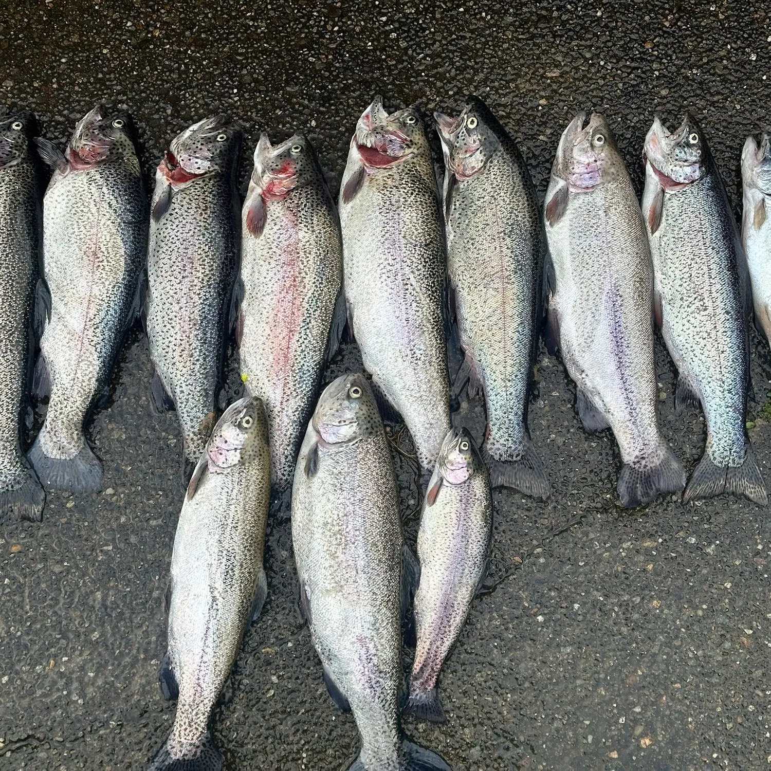 recently logged catches