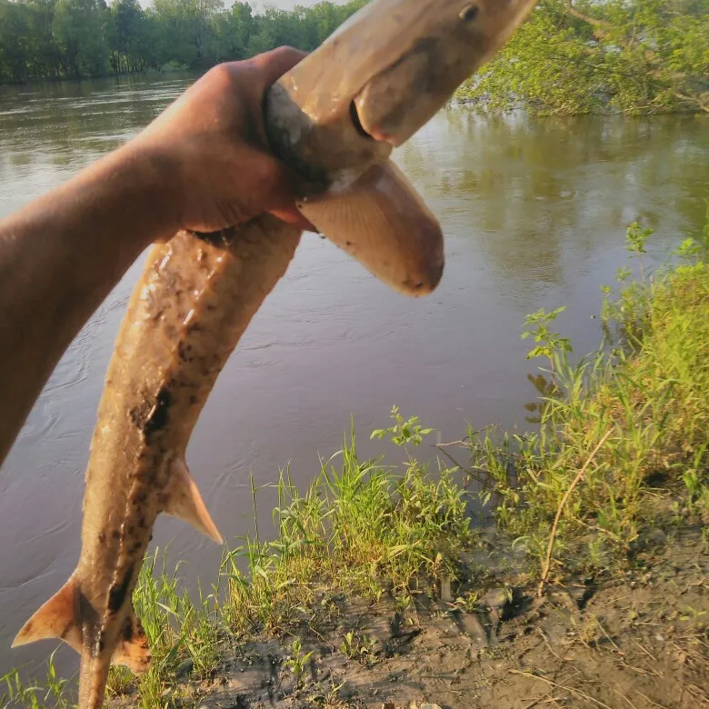 The most popular recent White sturgeon catch on Fishbrain