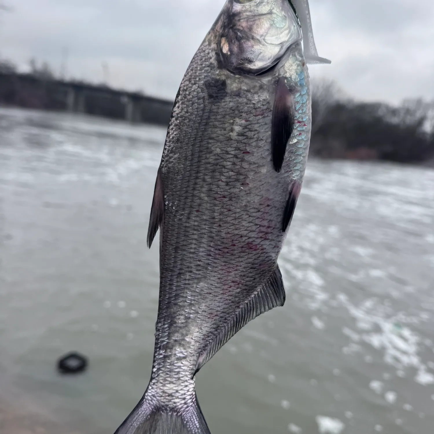 The most popular recent American gizzard shad catch on Fishbrain