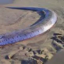 The most popular recent Giant oarfish catch on Fishbrain