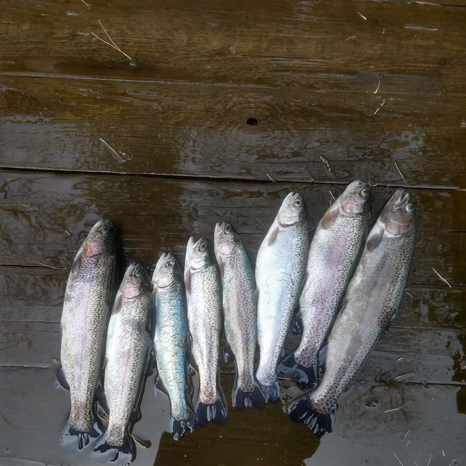 recently logged catches