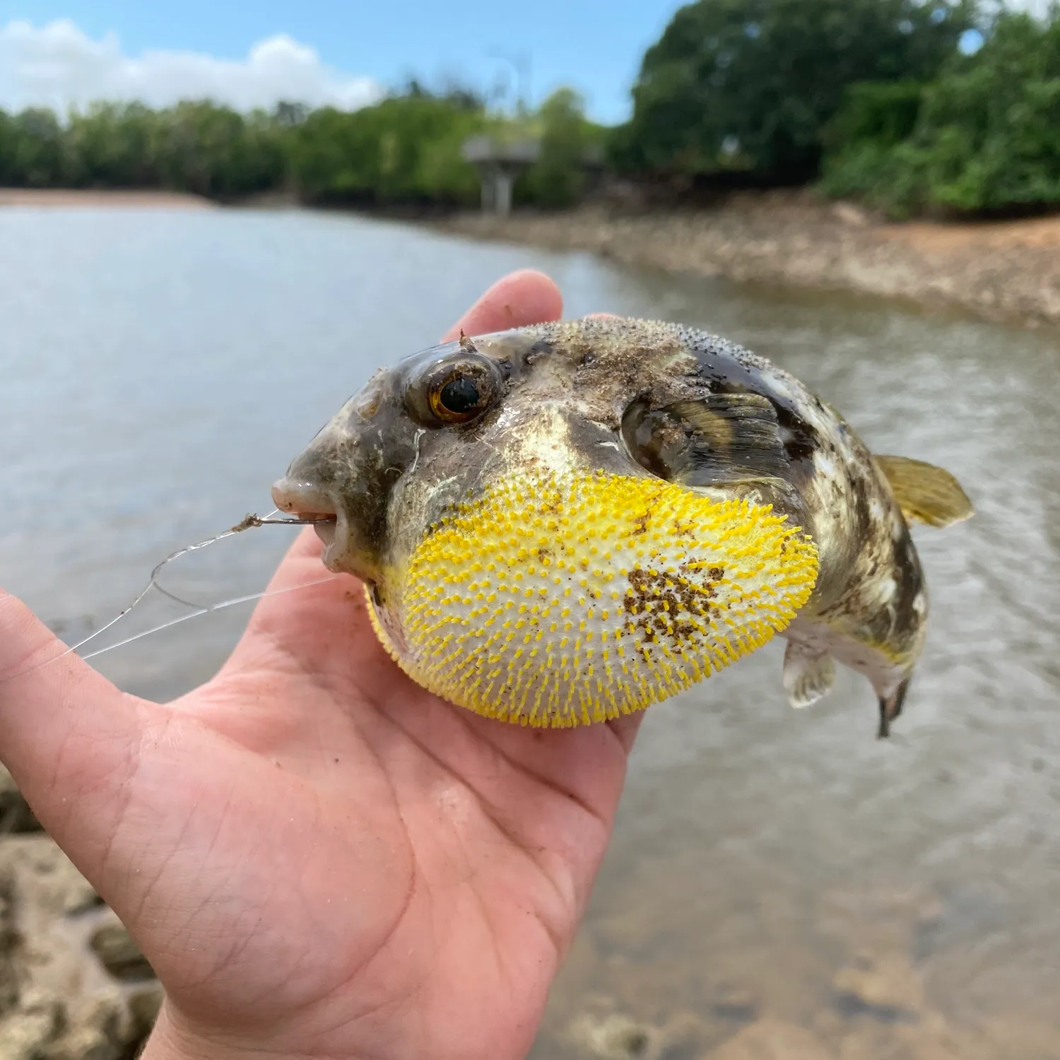 The most popular recent Japanese pufferfish catch on Fishbrain