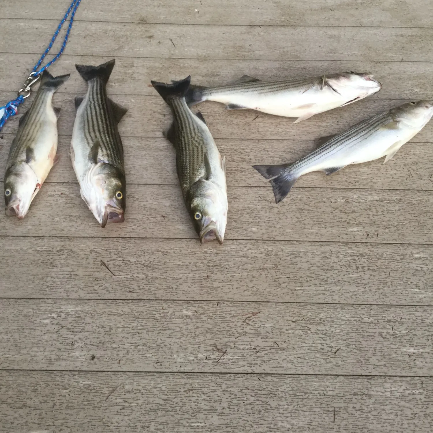 recently logged catches