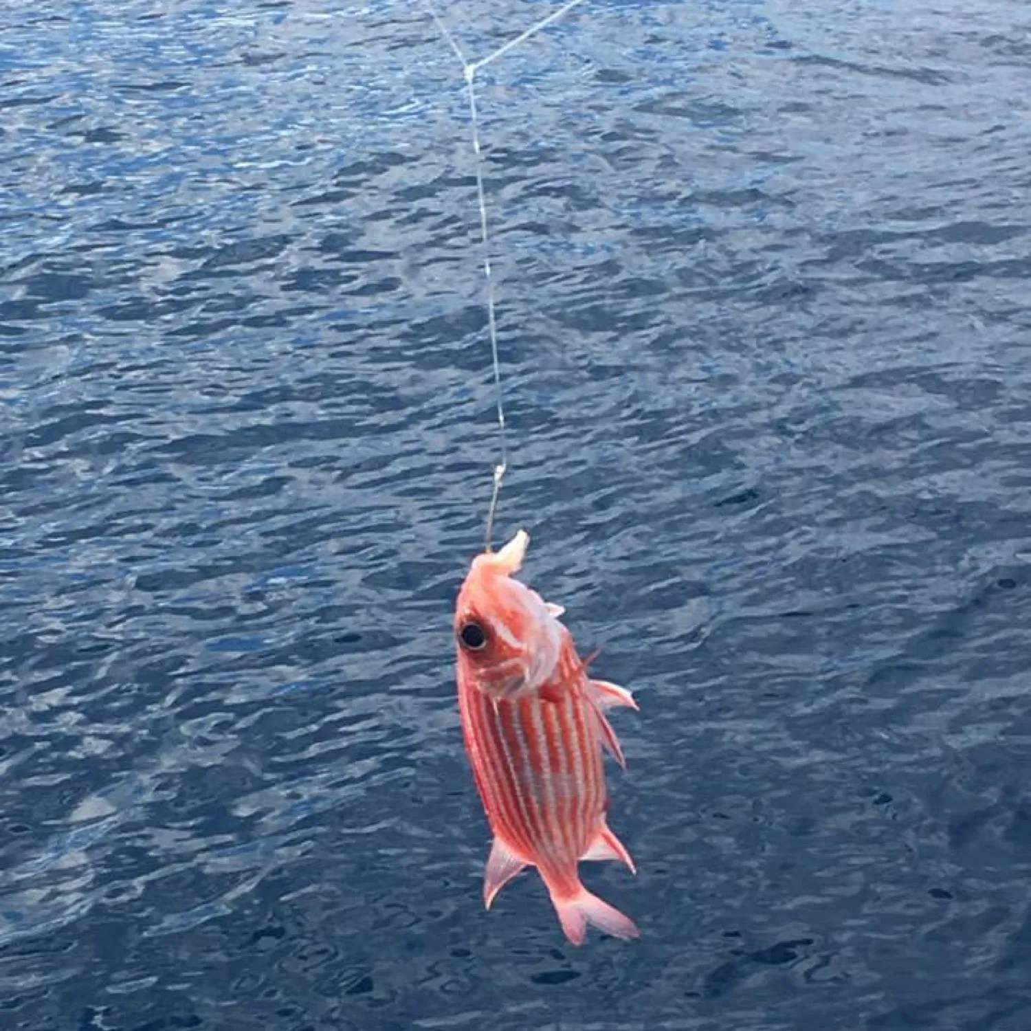 The most popular recent Hawaiian squirrelfish catch on Fishbrain