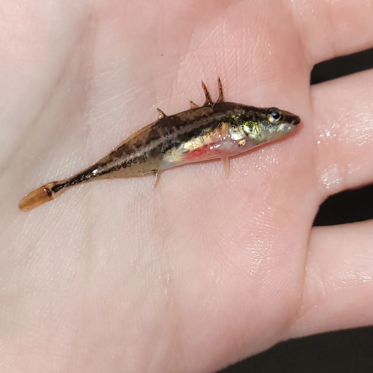 The most popular recent Fourspine stickleback catch on Fishbrain