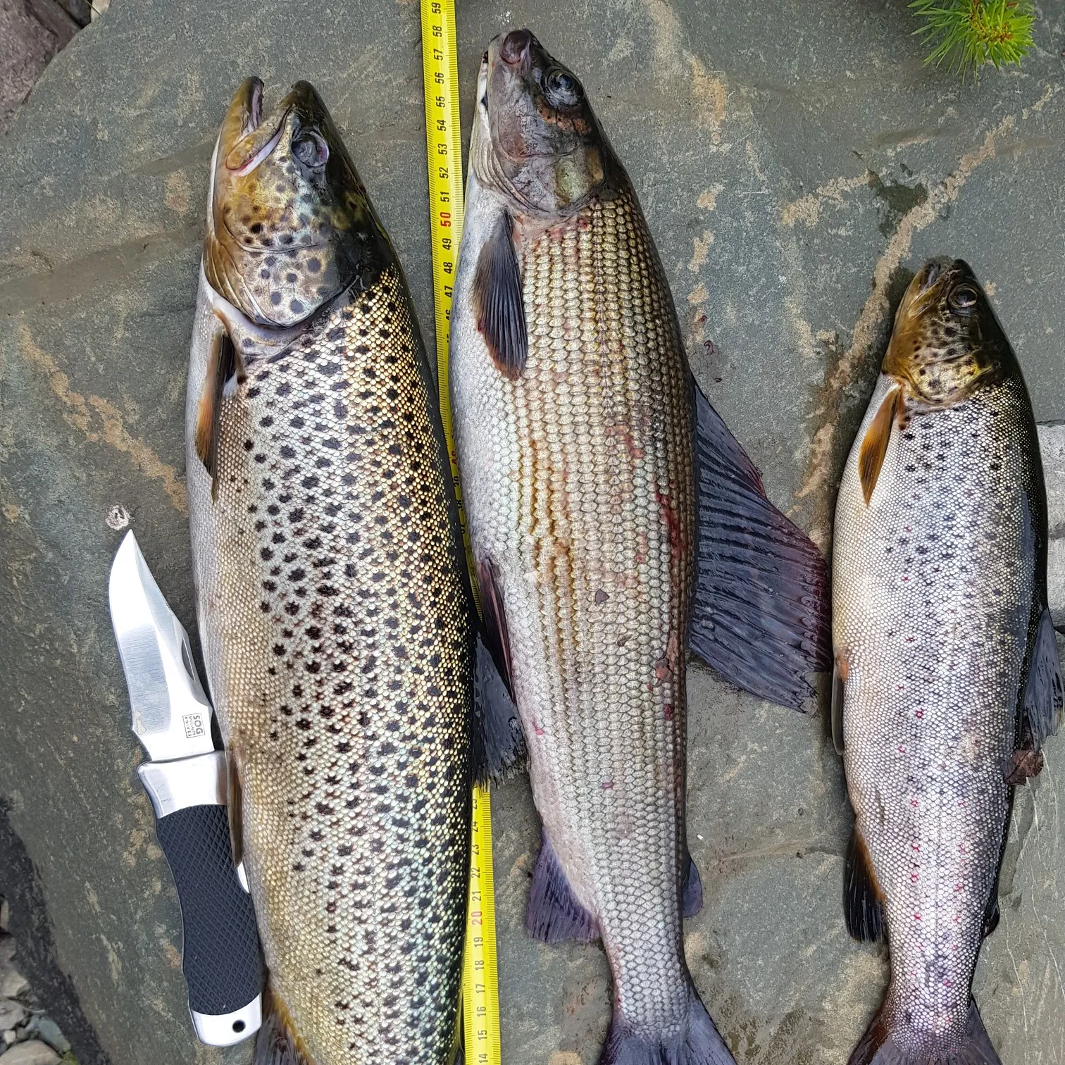 recently logged catches