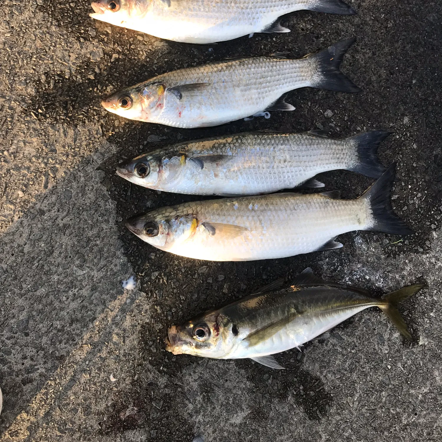 recently logged catches