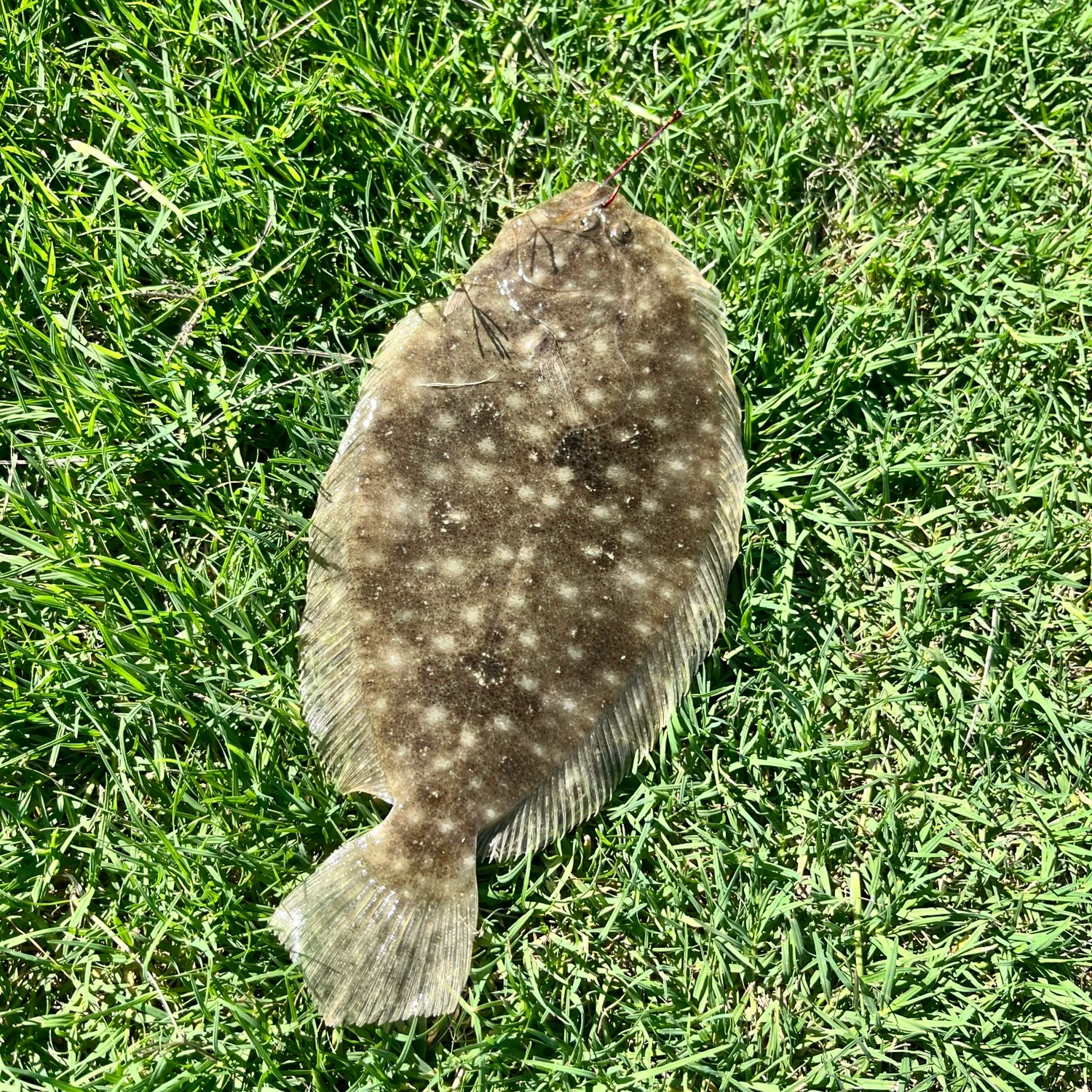 The most popular recent New Zealand flounder catch on Fishbrain