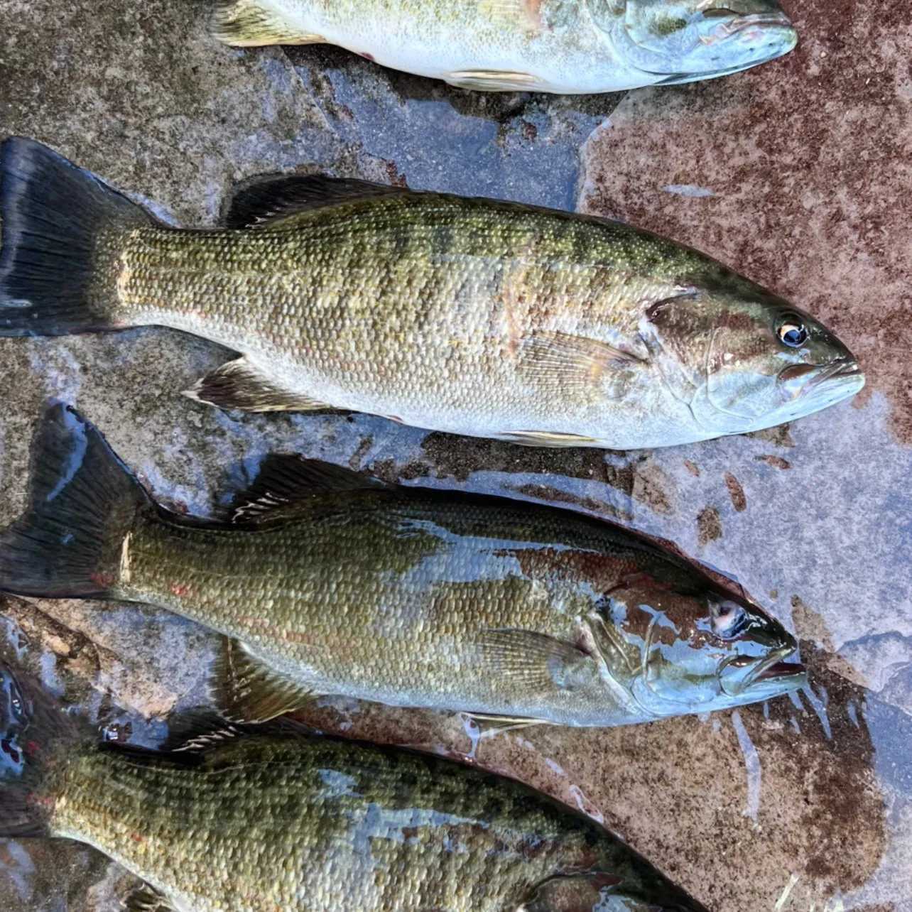 recently logged catches