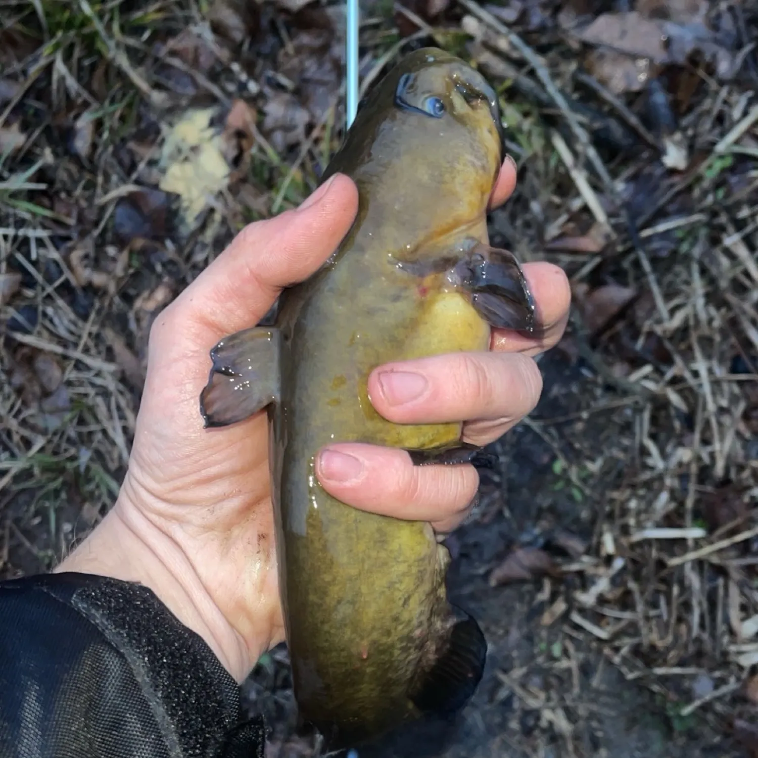 The most popular recent Western creek chubsucker catch on Fishbrain