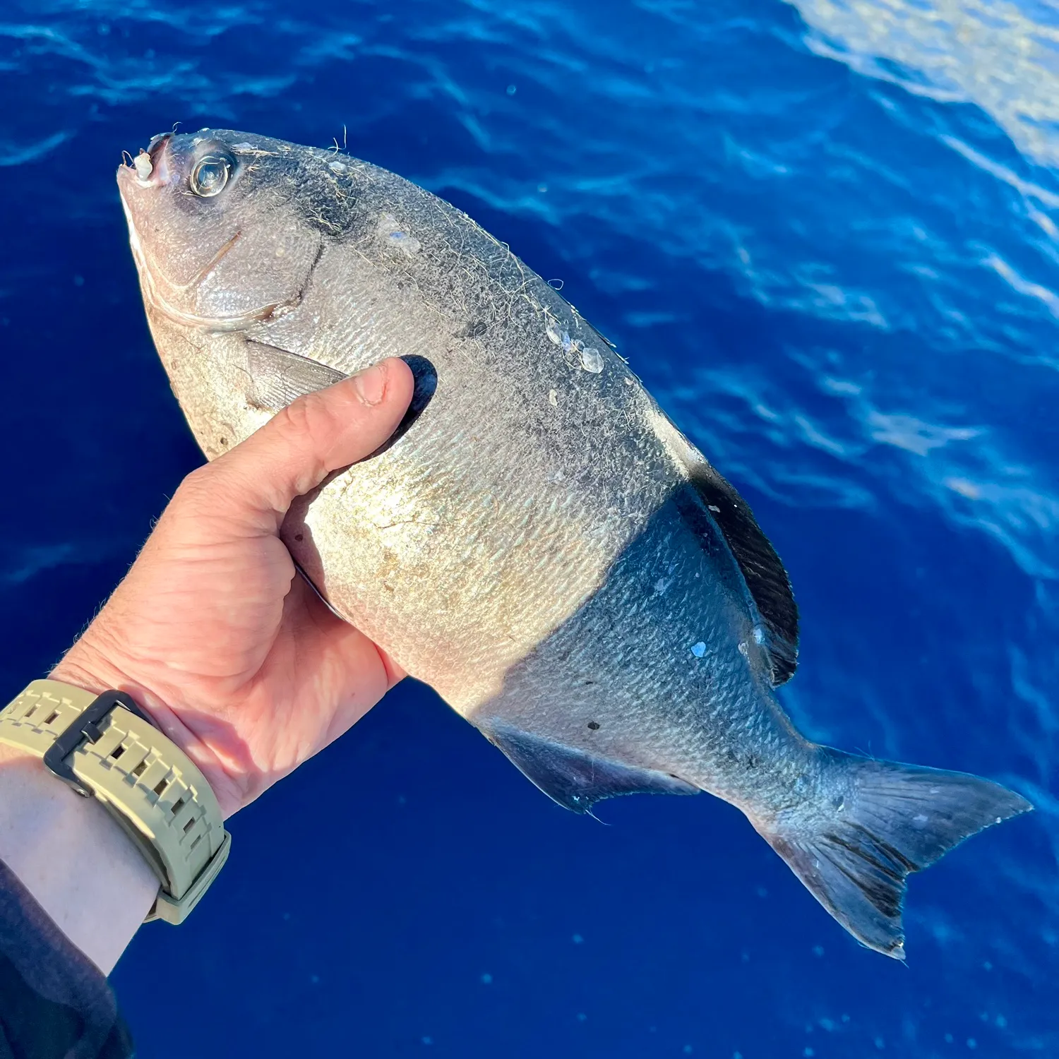 The most popular recent Halfmoon catch on Fishbrain