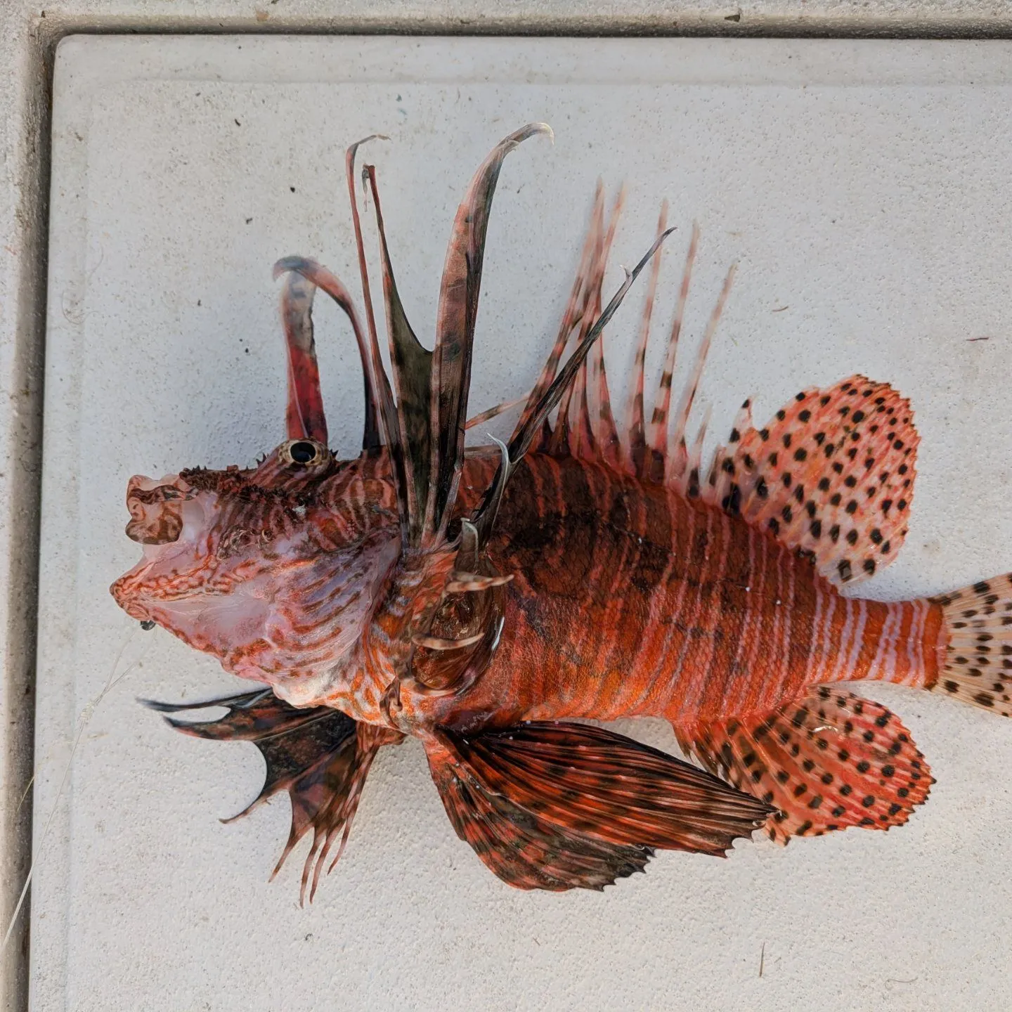 The most popular recent Red lionfish catch on Fishbrain