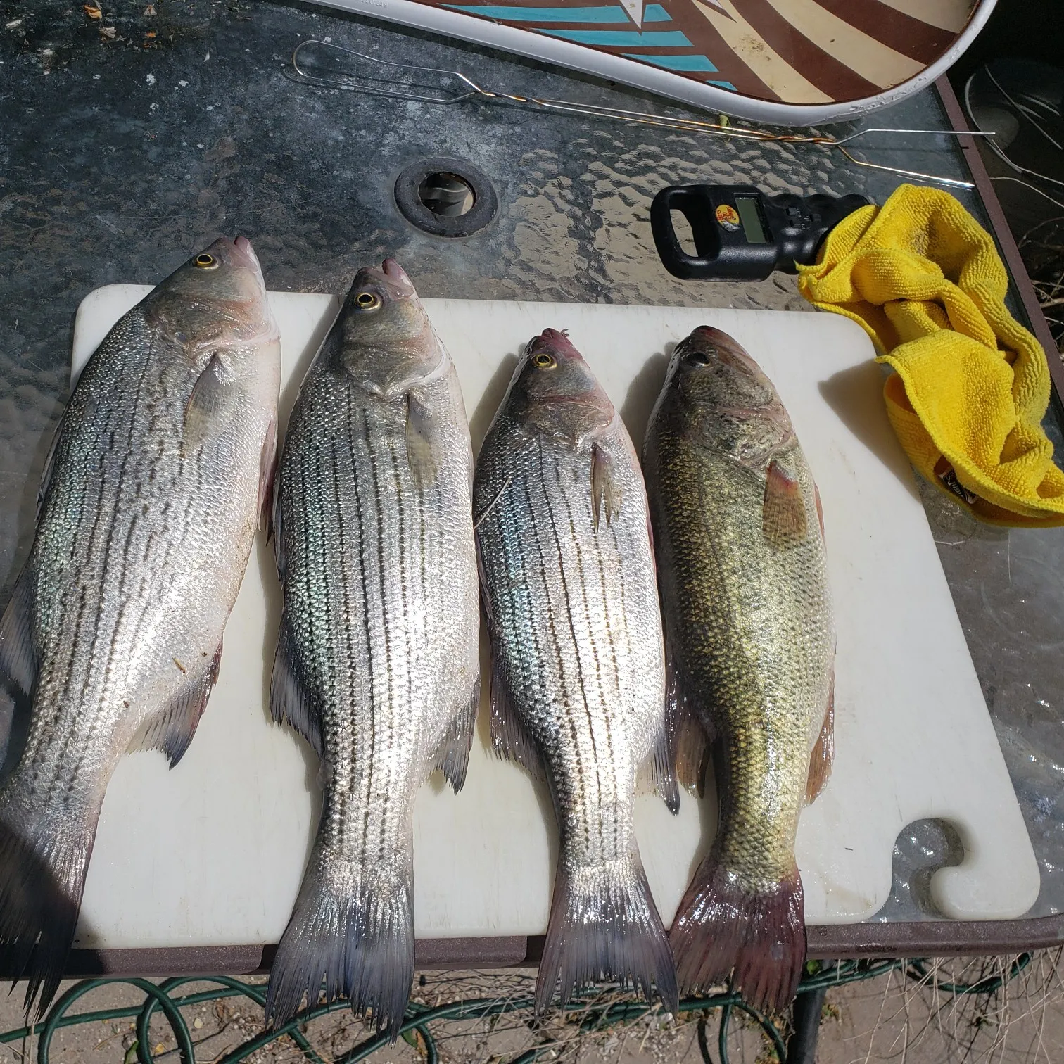 recently logged catches