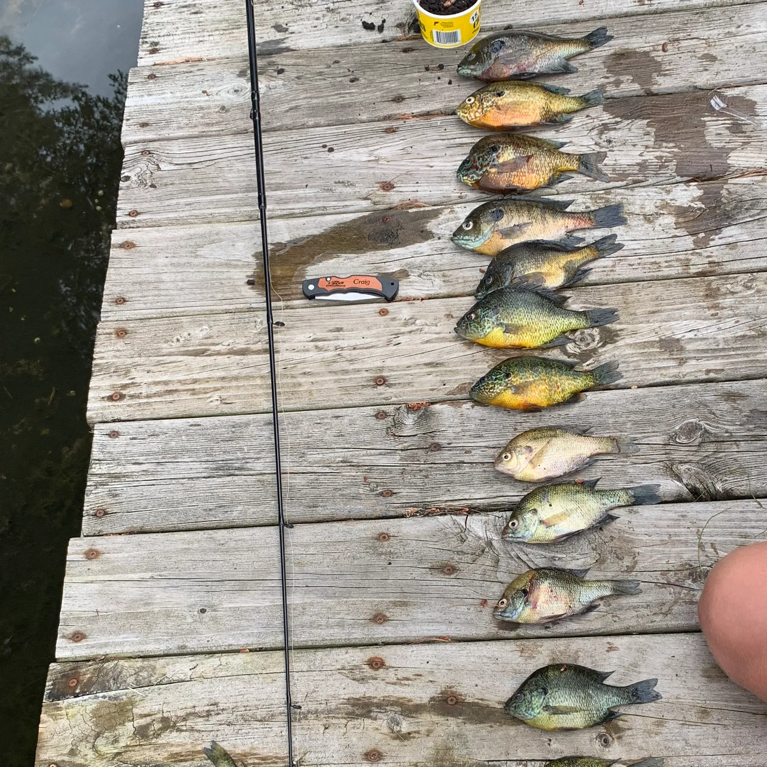 recently logged catches