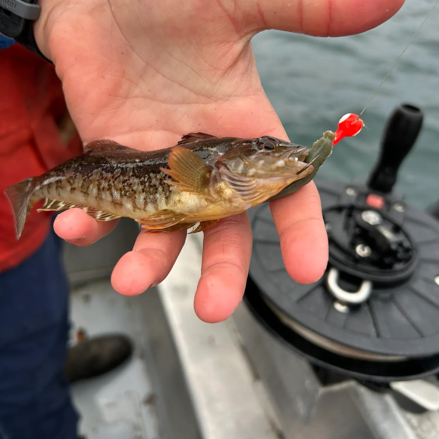 The most popular recent Whitespotted greenling catch on Fishbrain