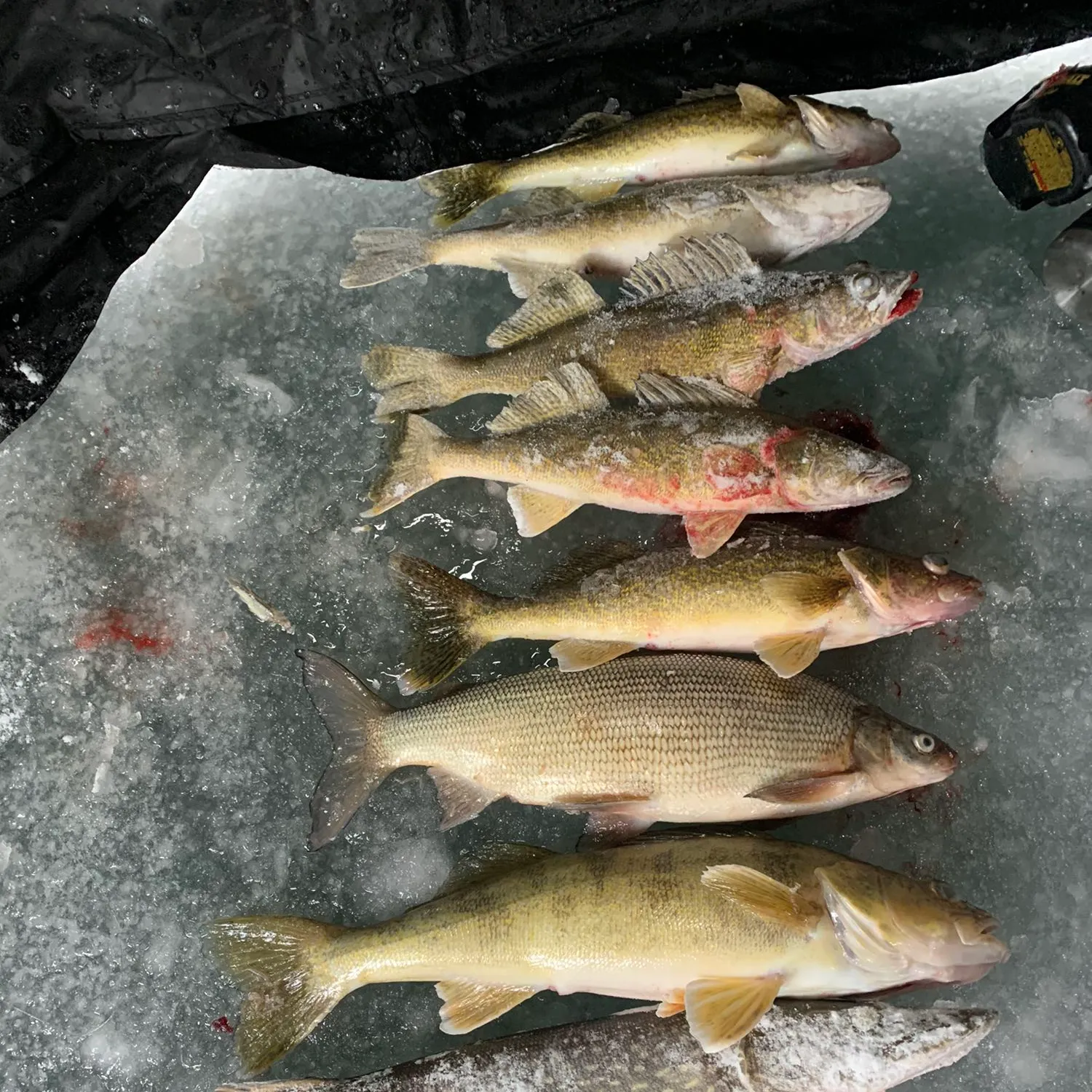 recently logged catches