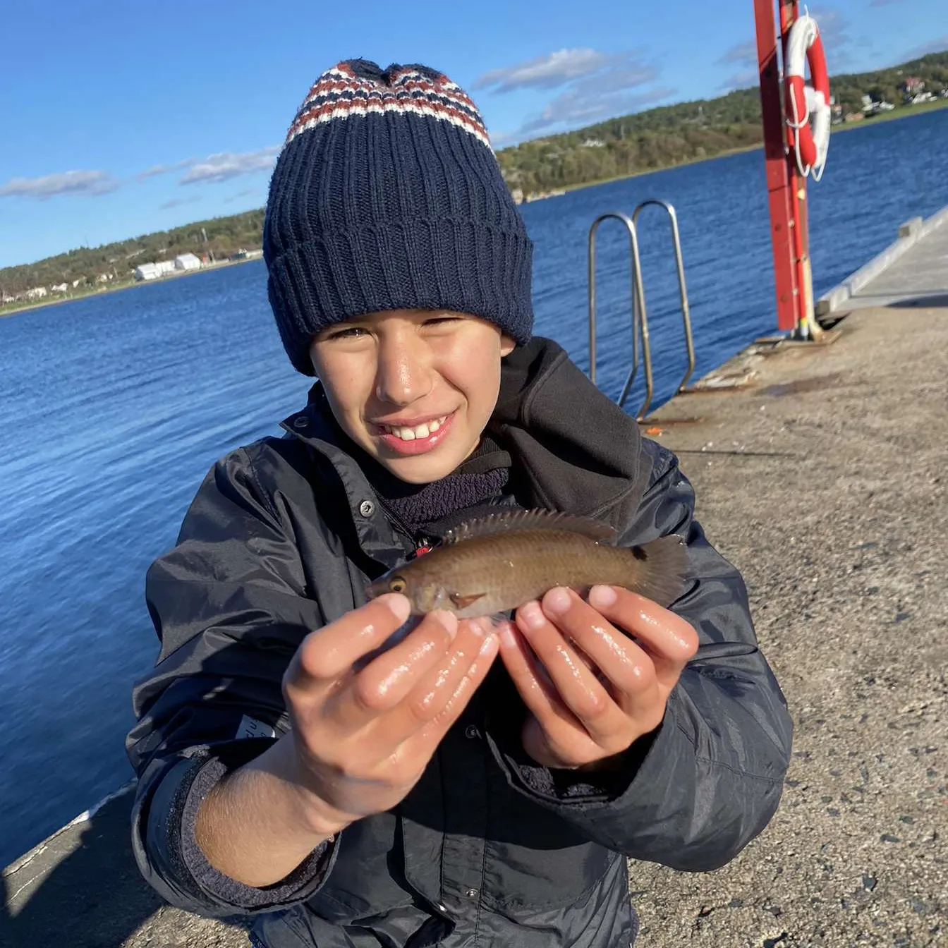 The most popular recent Goldsinny-wrasse catch on Fishbrain