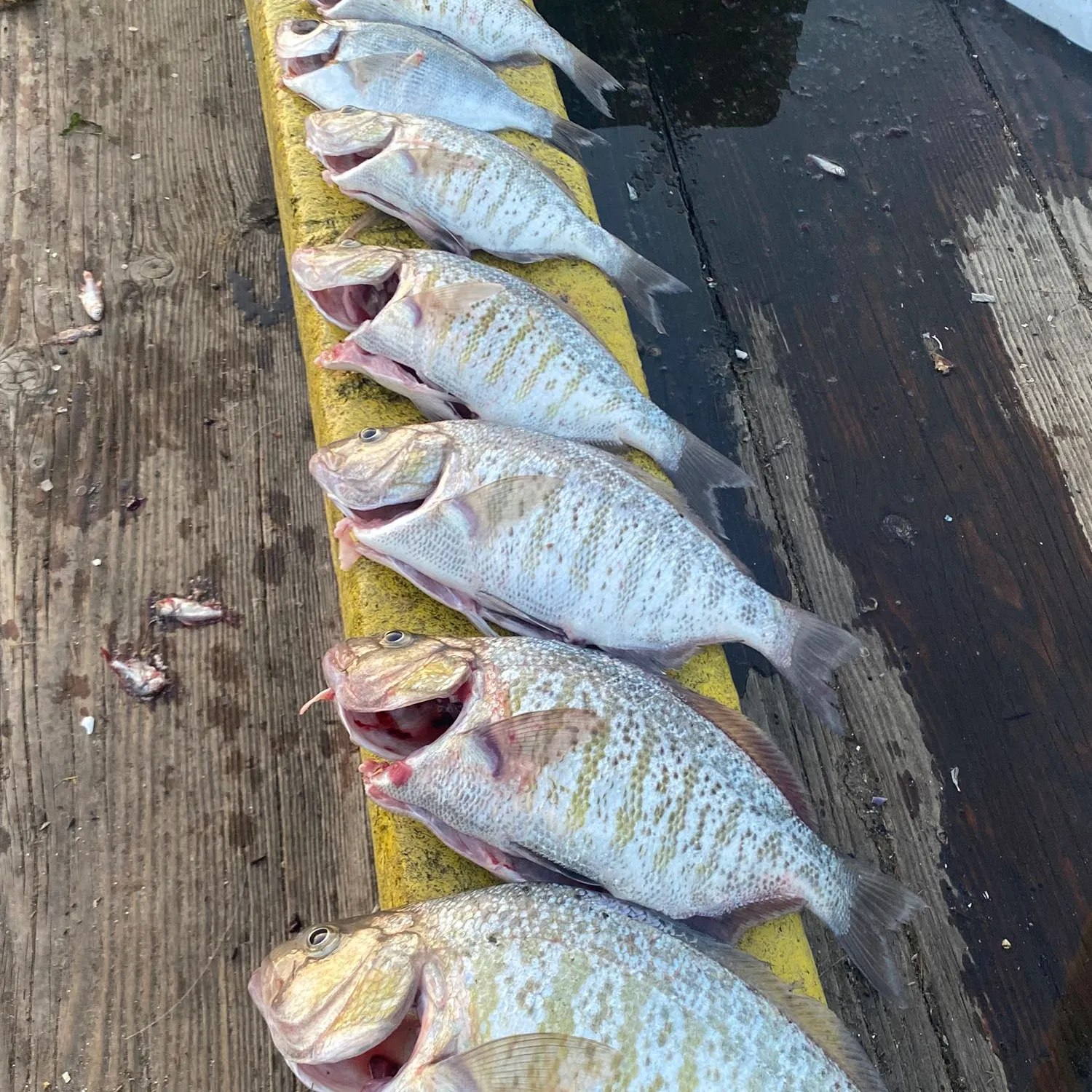 recently logged catches