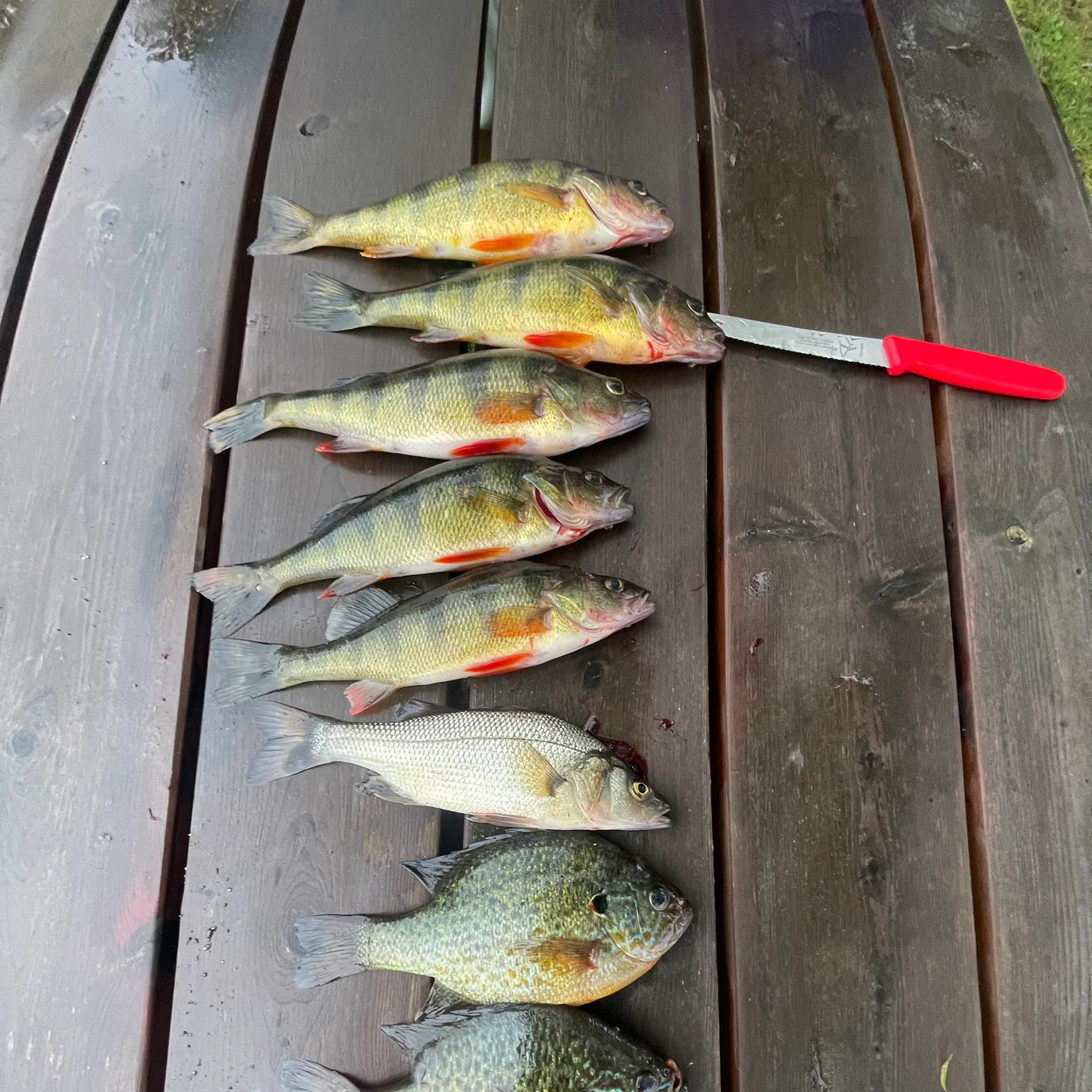 recently logged catches