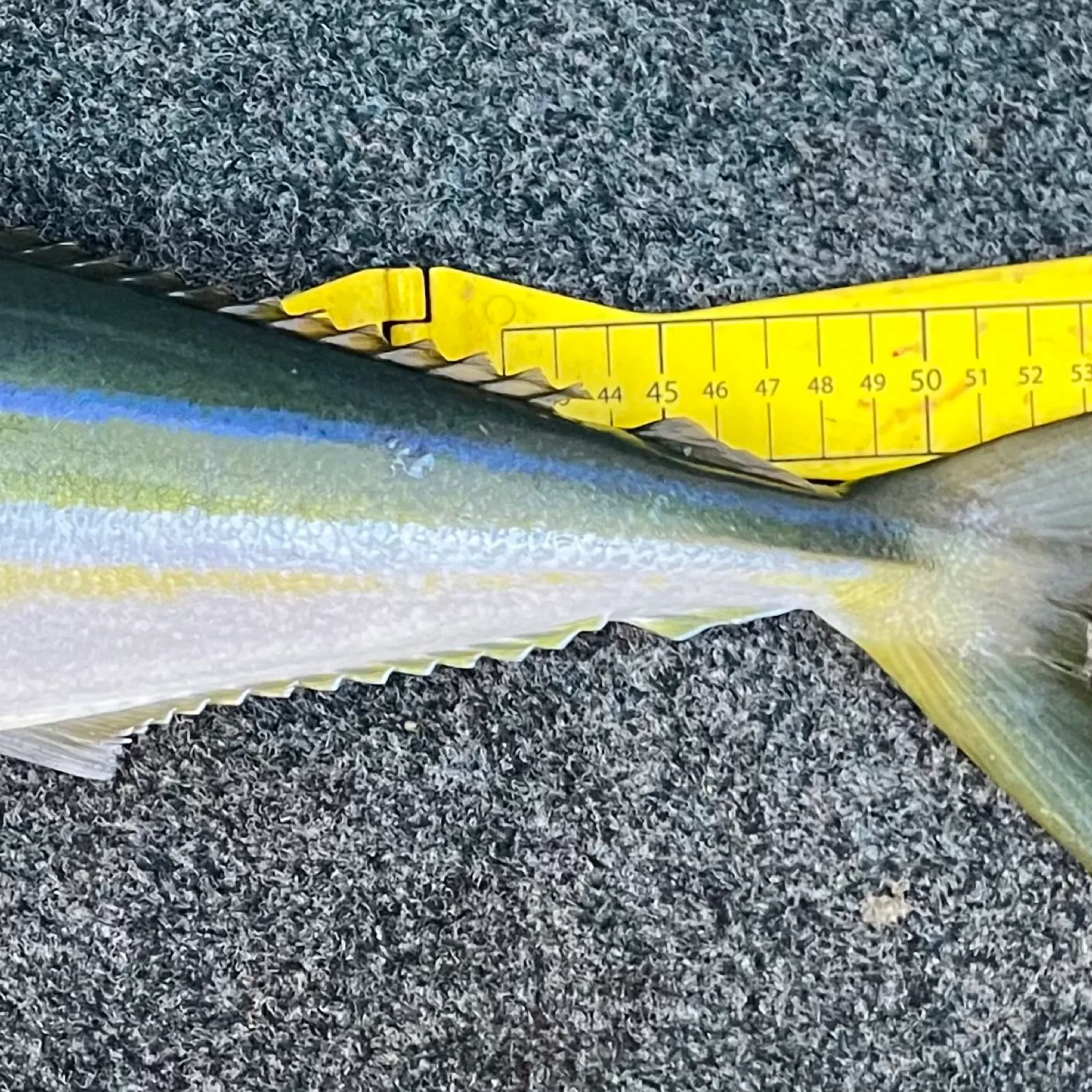 The most popular recent Rainbow runner catch on Fishbrain