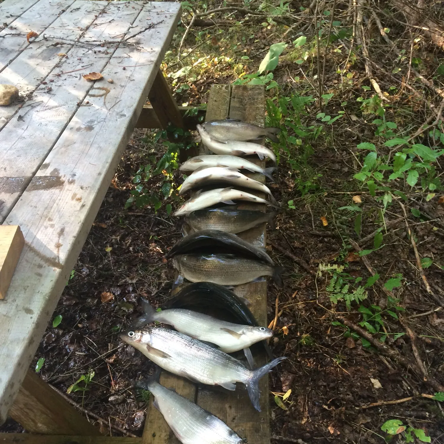 recently logged catches