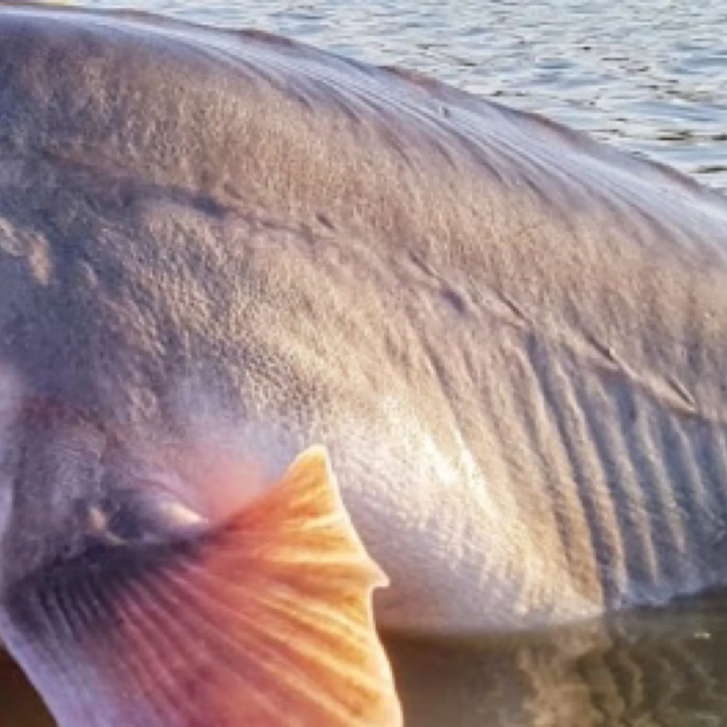 The most popular recent Beluga sturgeon catch on Fishbrain