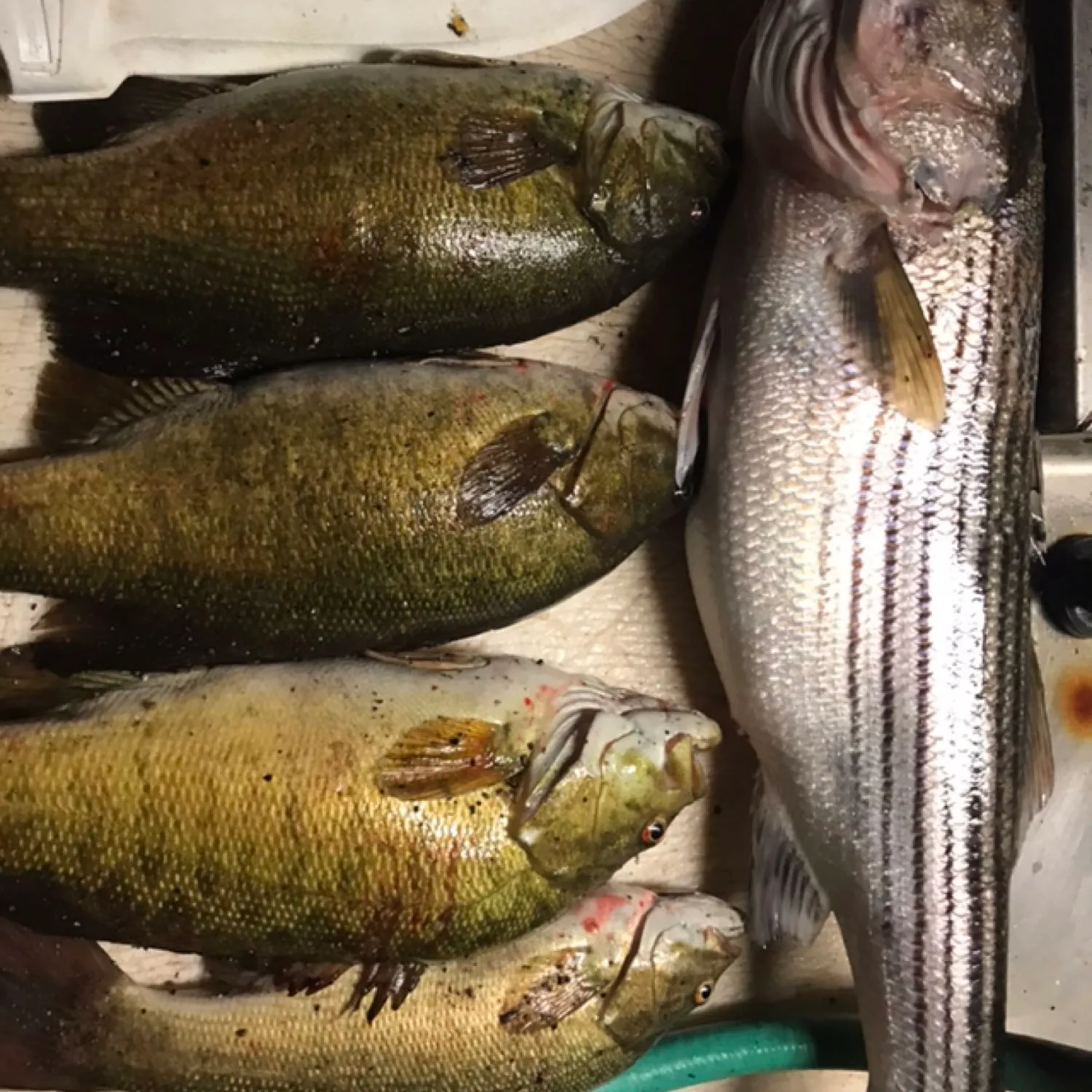 recently logged catches