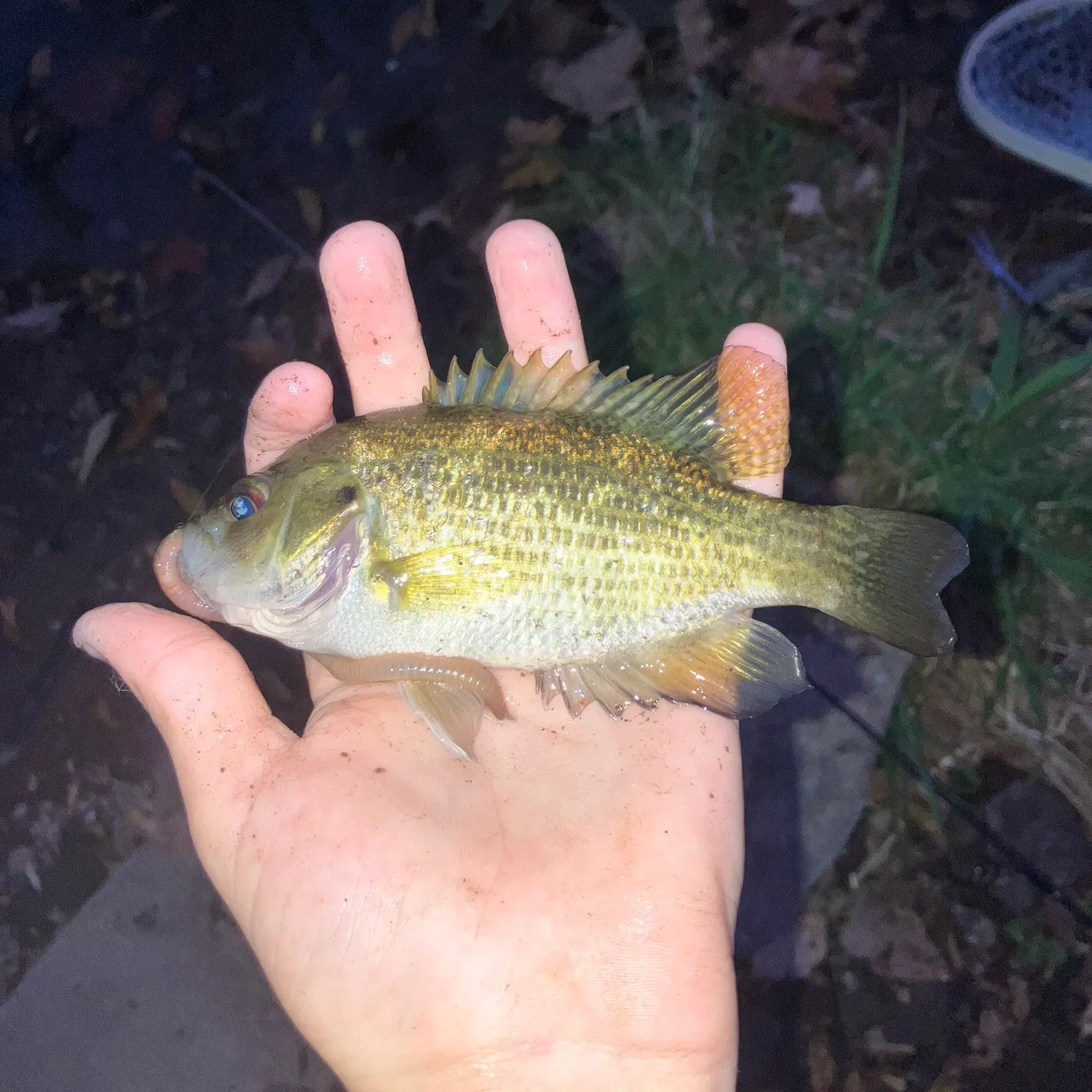 The most popular recent Roanoke bass catch on Fishbrain