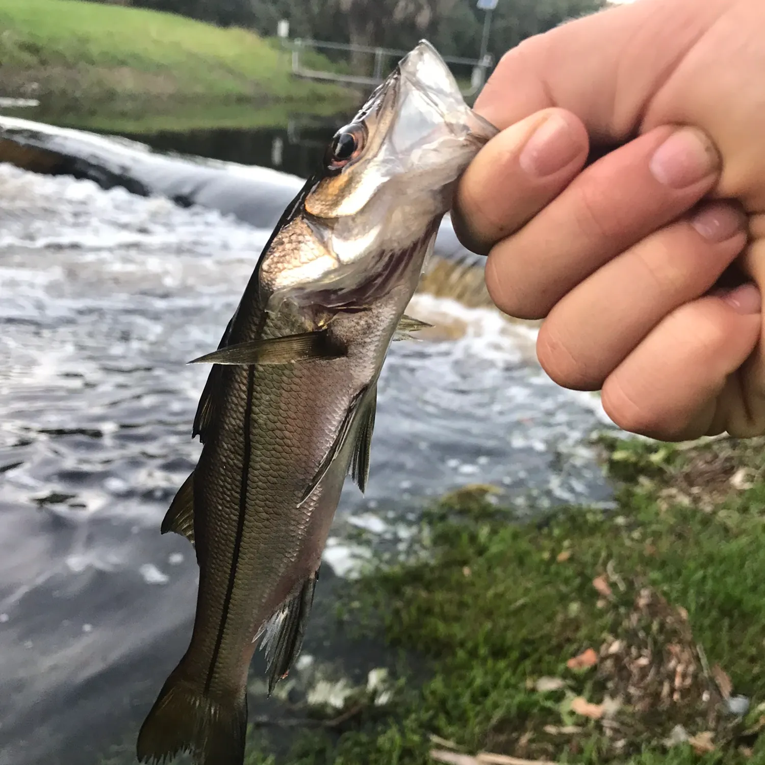 The most popular recent Tarpon Snook catch on Fishbrain