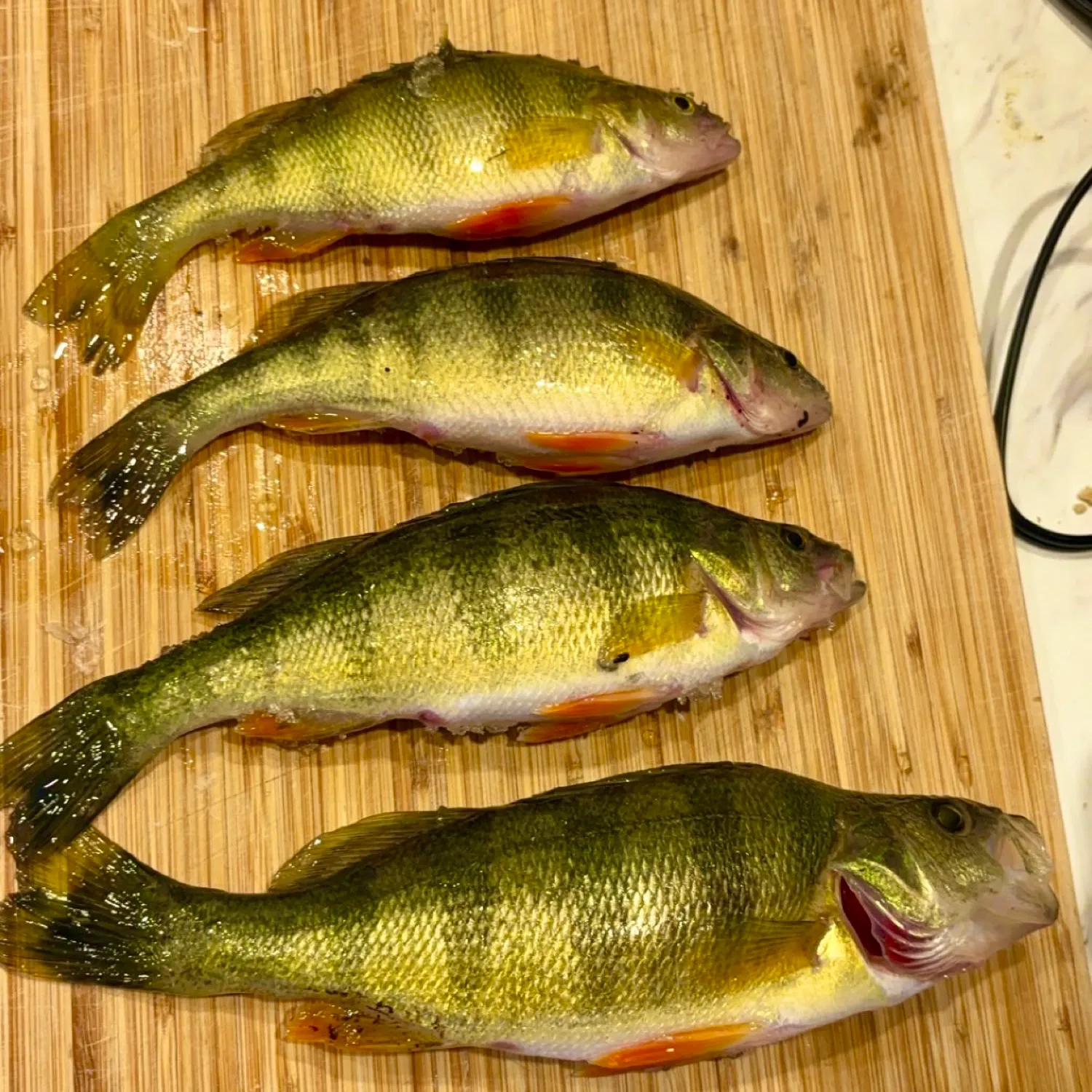 recently logged catches