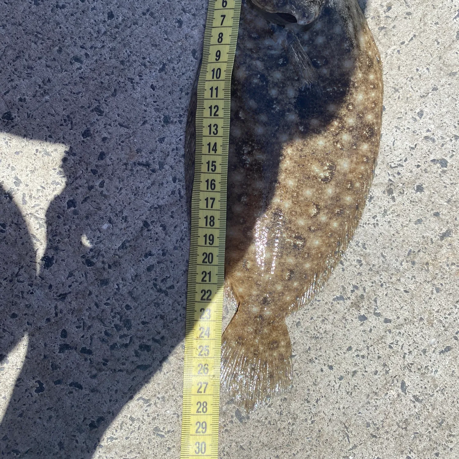 The most popular recent Yellowbelly flounder catch on Fishbrain