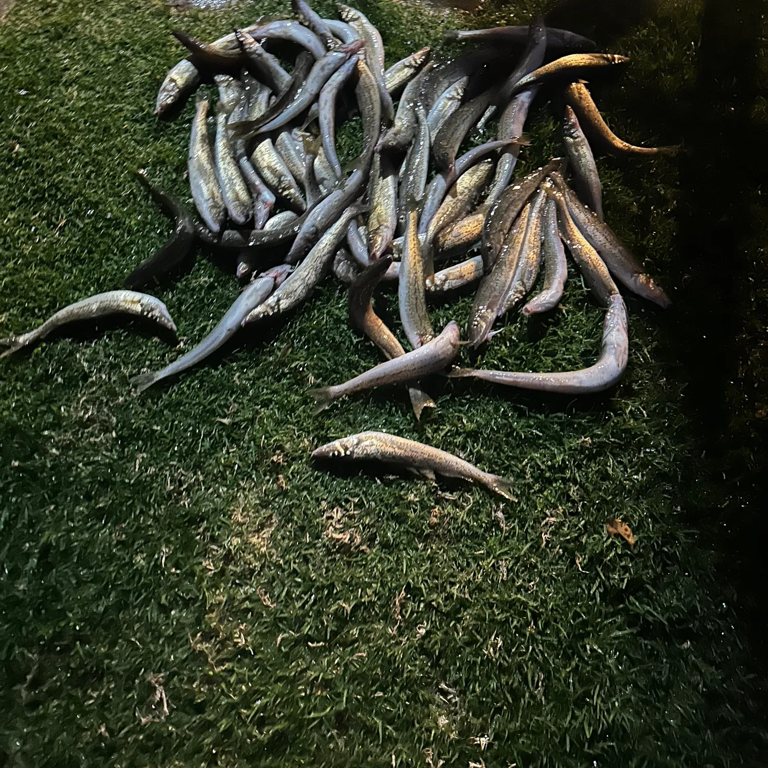 recently logged catches