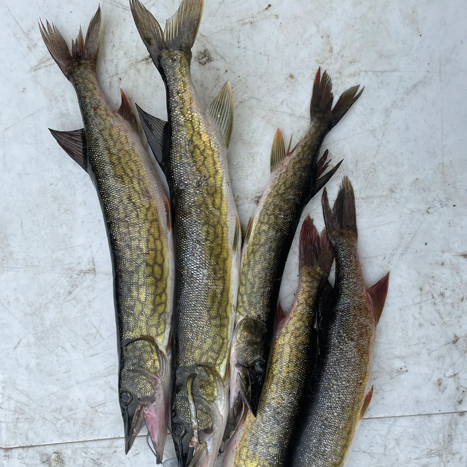 recently logged catches