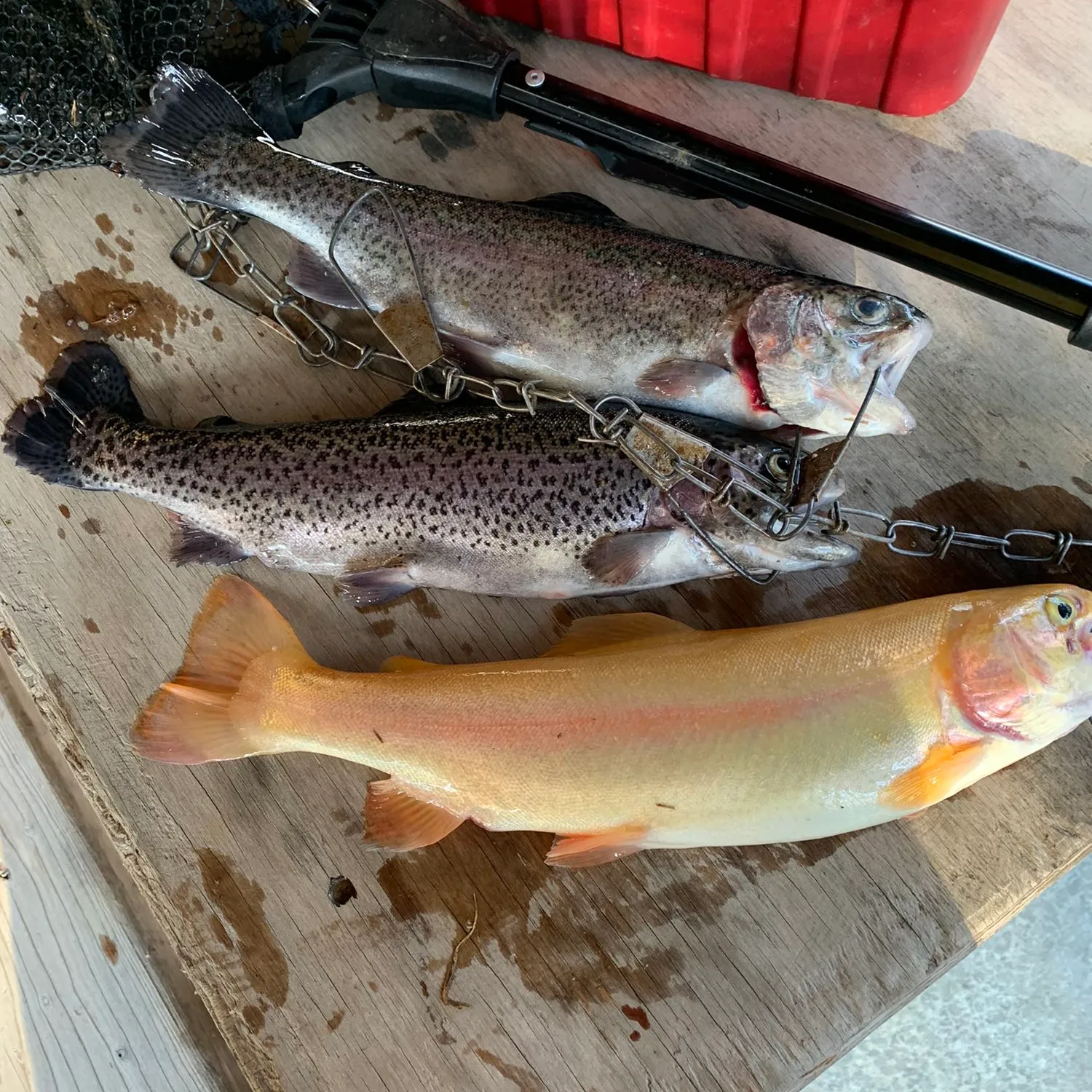 recently logged catches