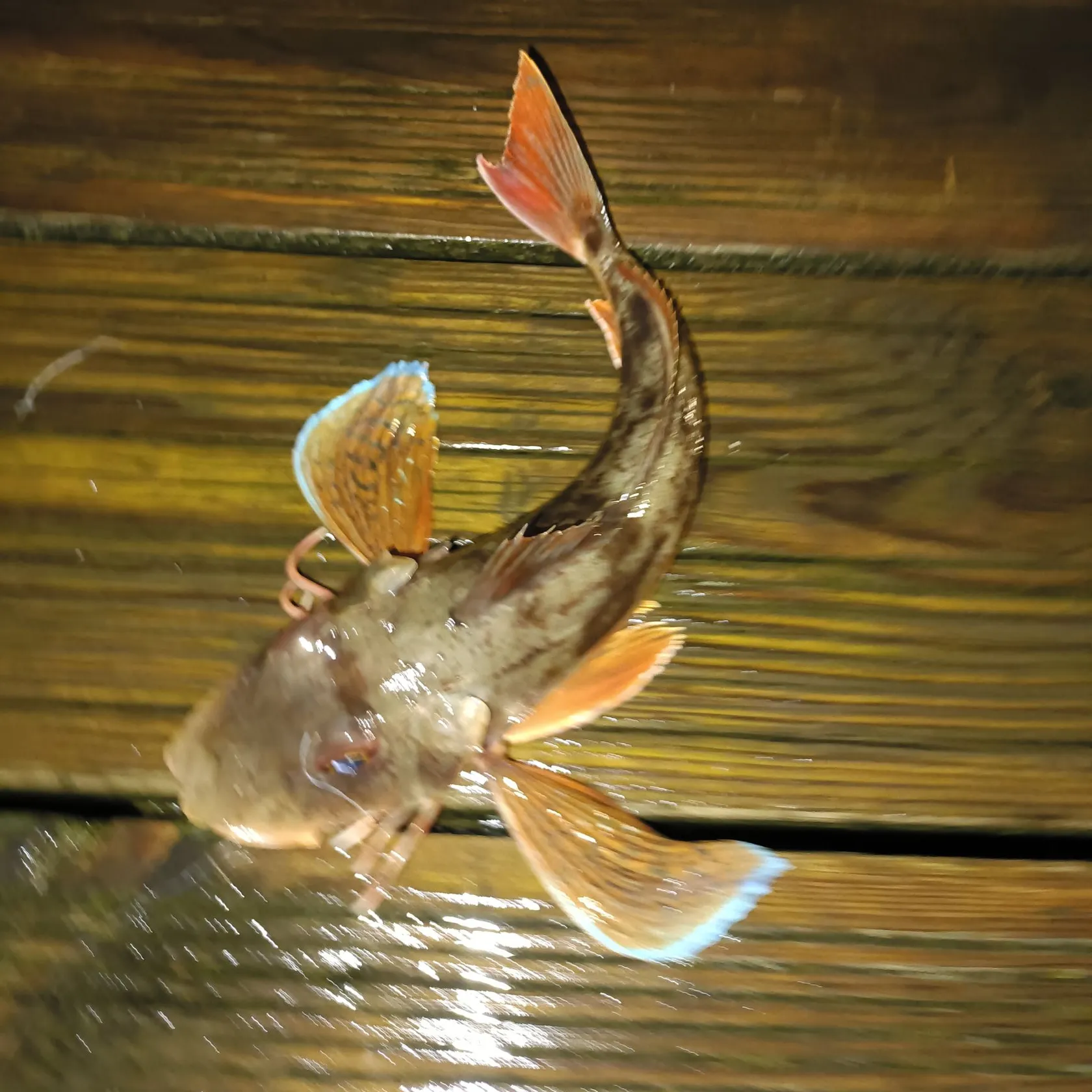 The most popular recent Grey gurnard catch on Fishbrain