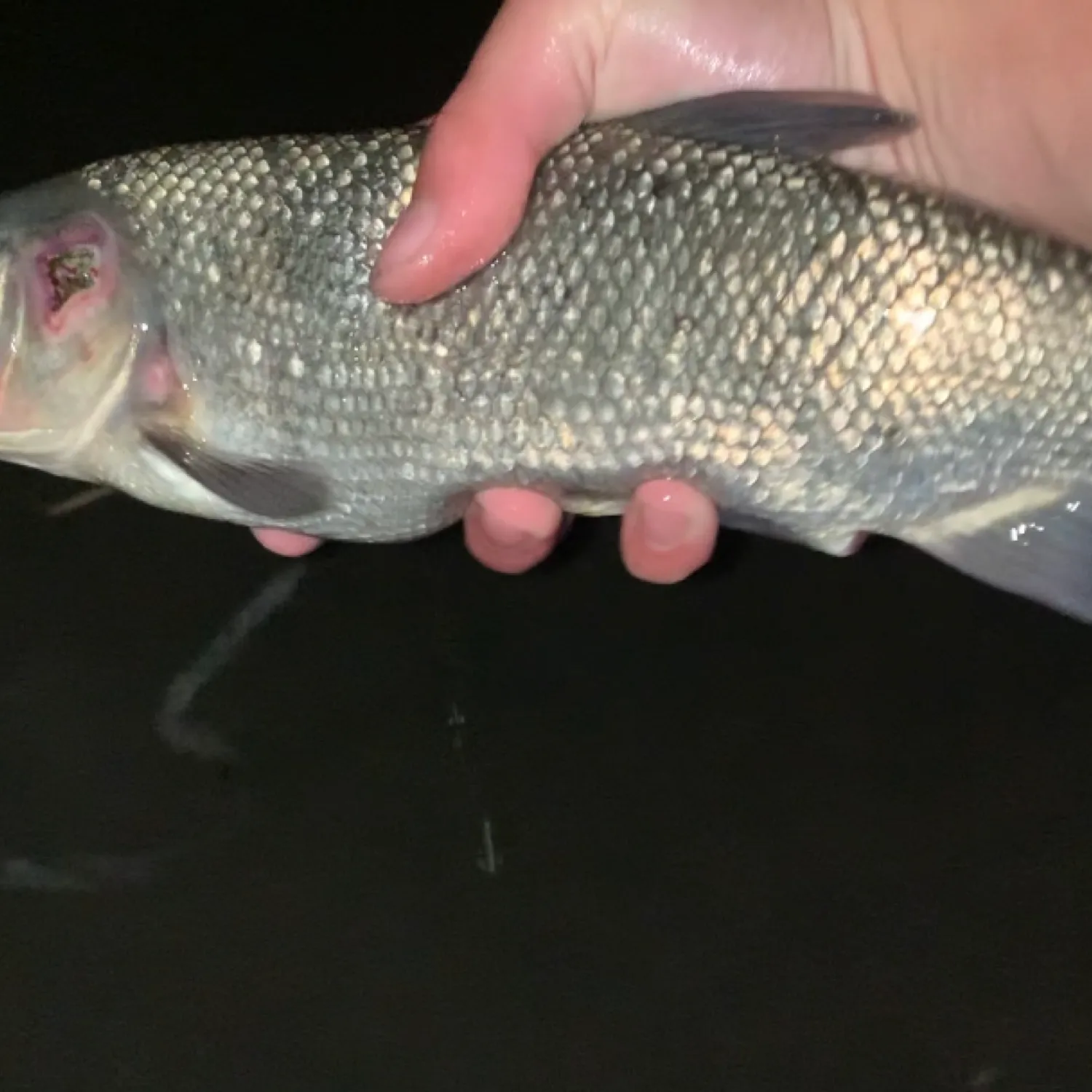 The most popular recent Utah chub catch on Fishbrain