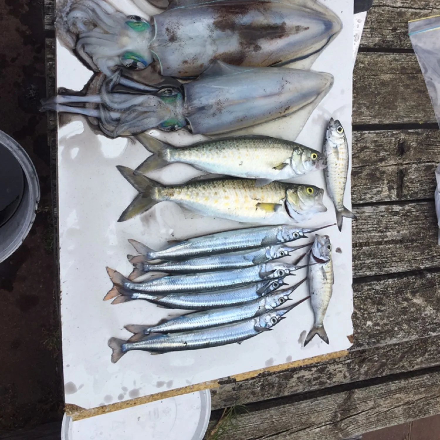 recently logged catches