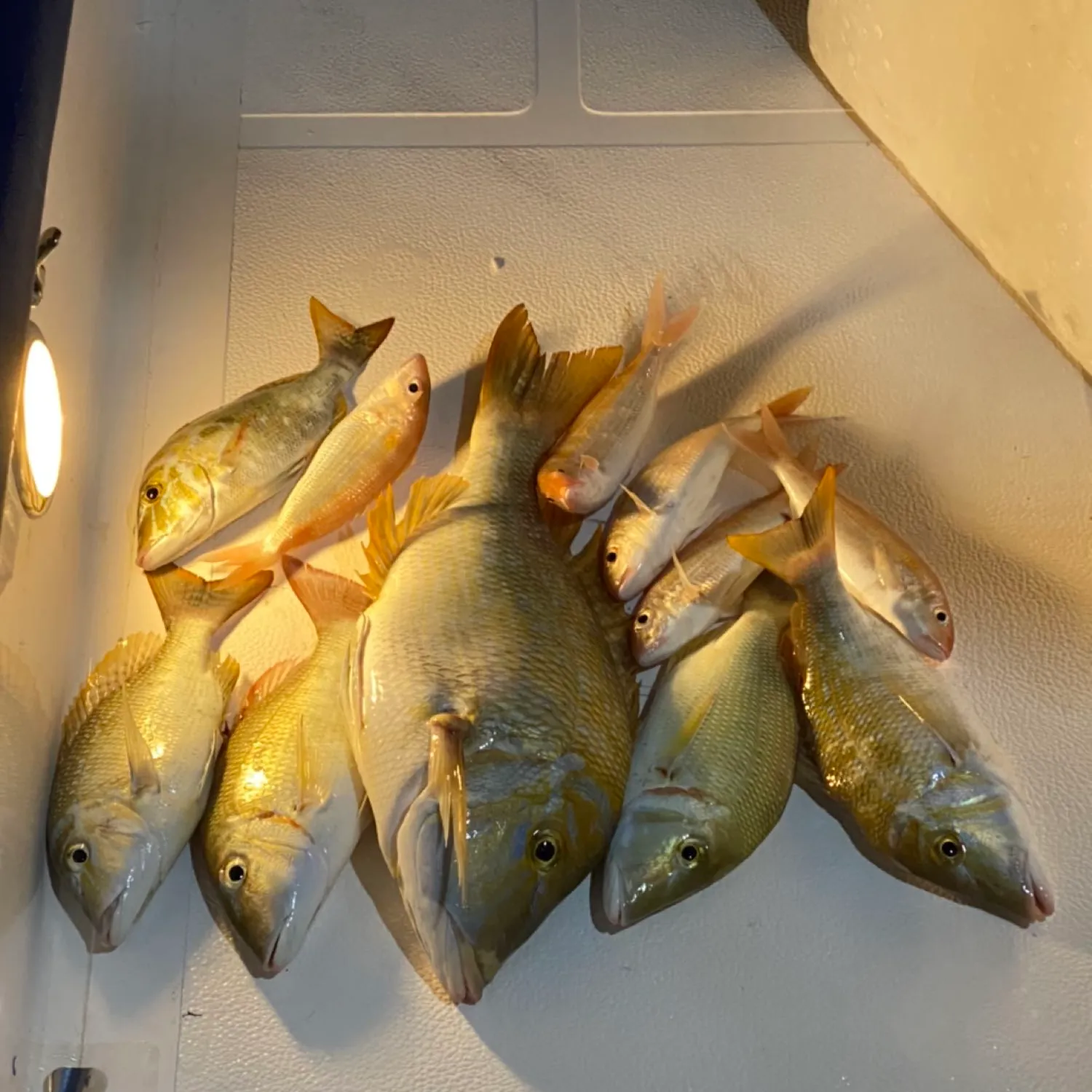 recently logged catches