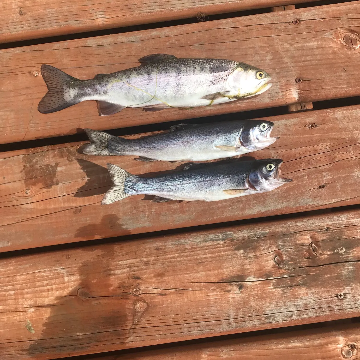 recently logged catches