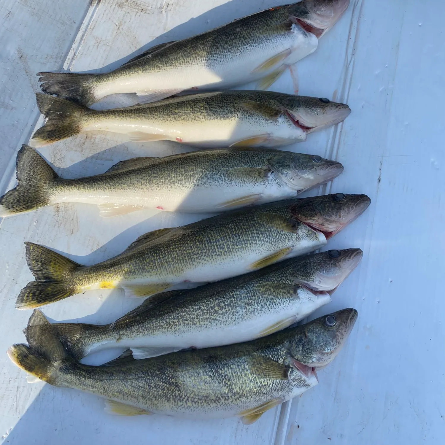 recently logged catches