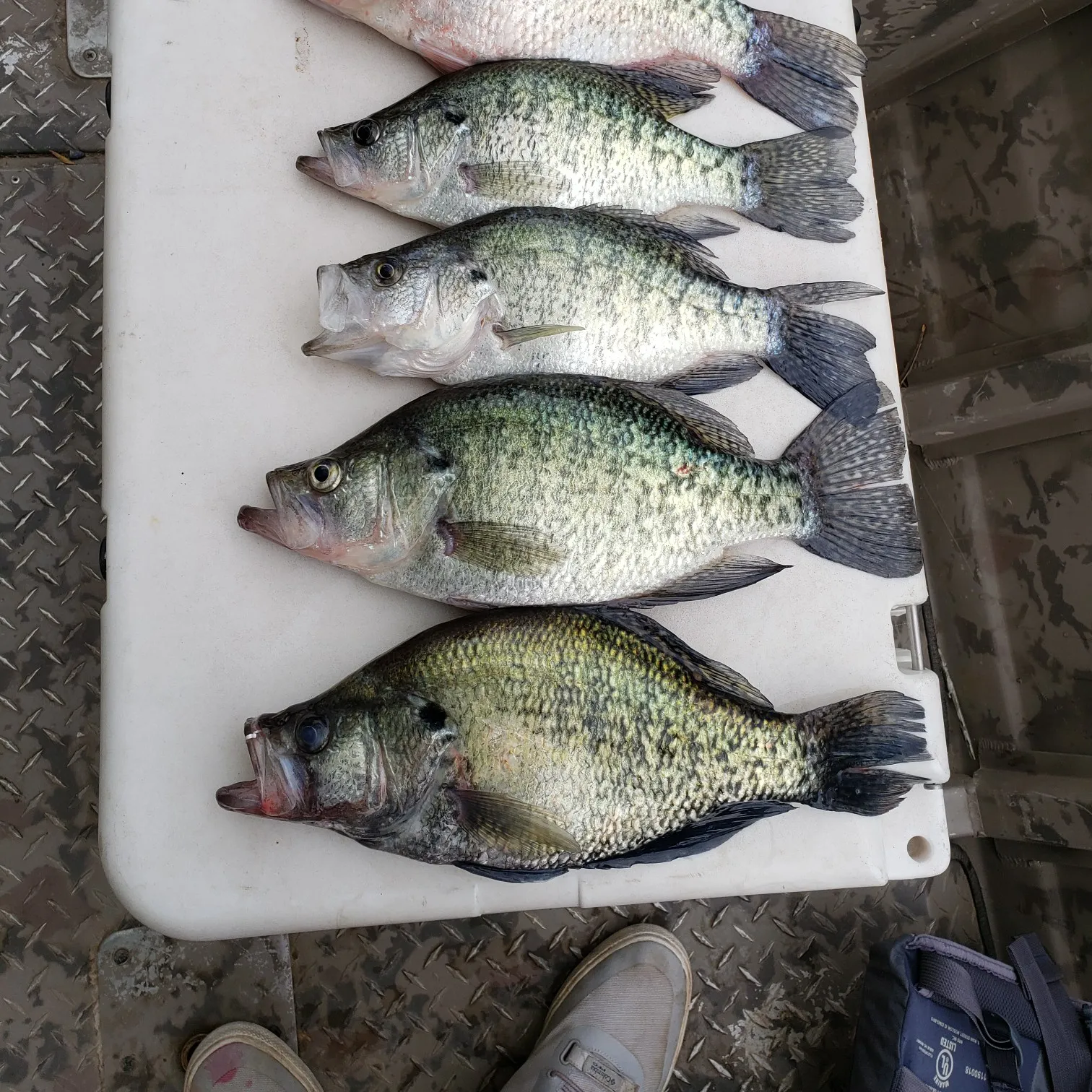 recently logged catches